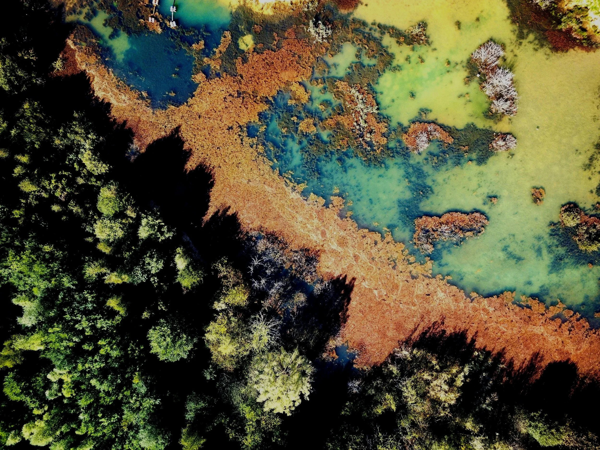 An aerial view of a wetland with trees, water, and grassy areas during autumn.