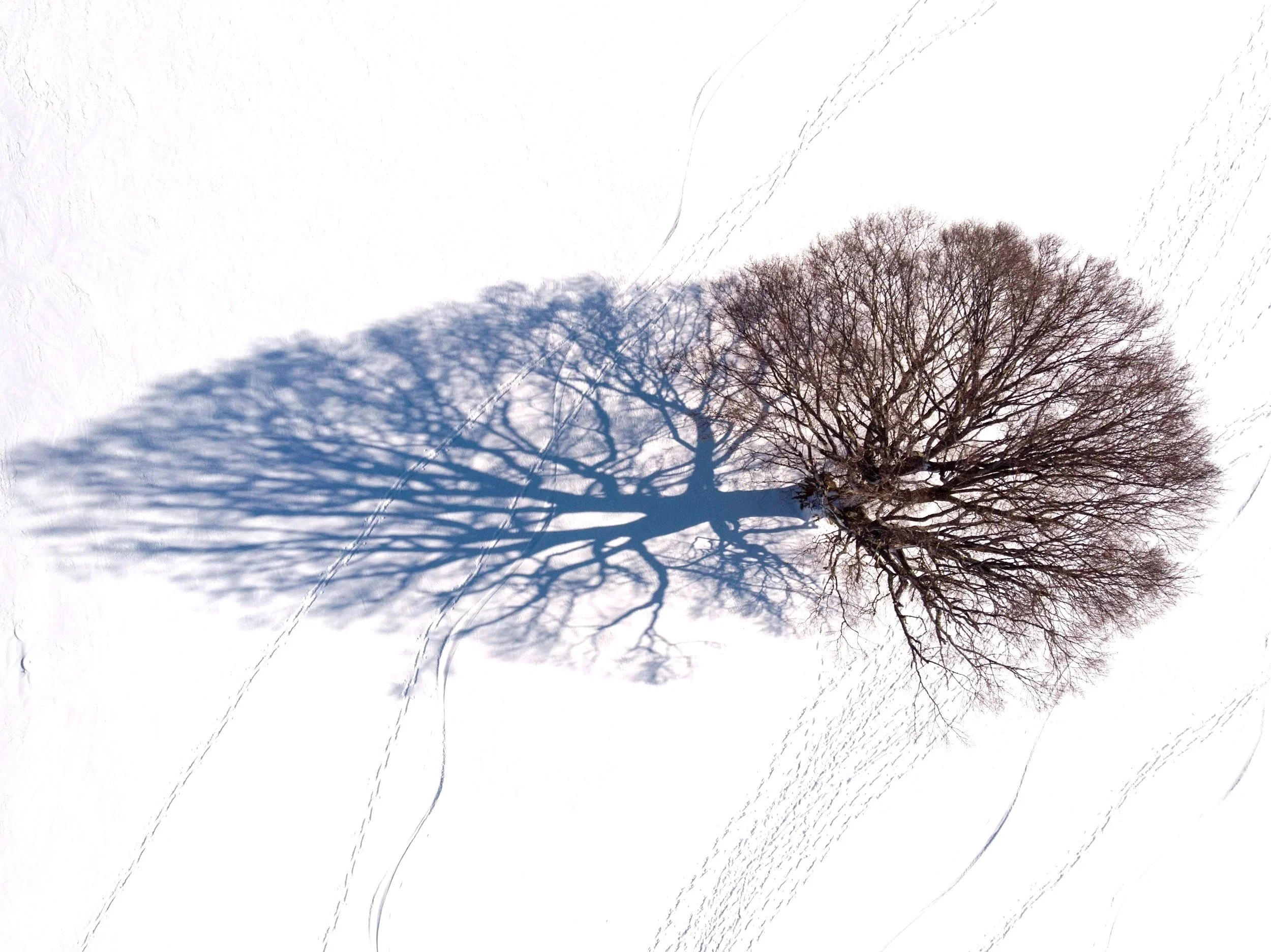A large bare tree is standing in a snow-covered landscape, with its shadow cast on the snow. The sky above is clear.