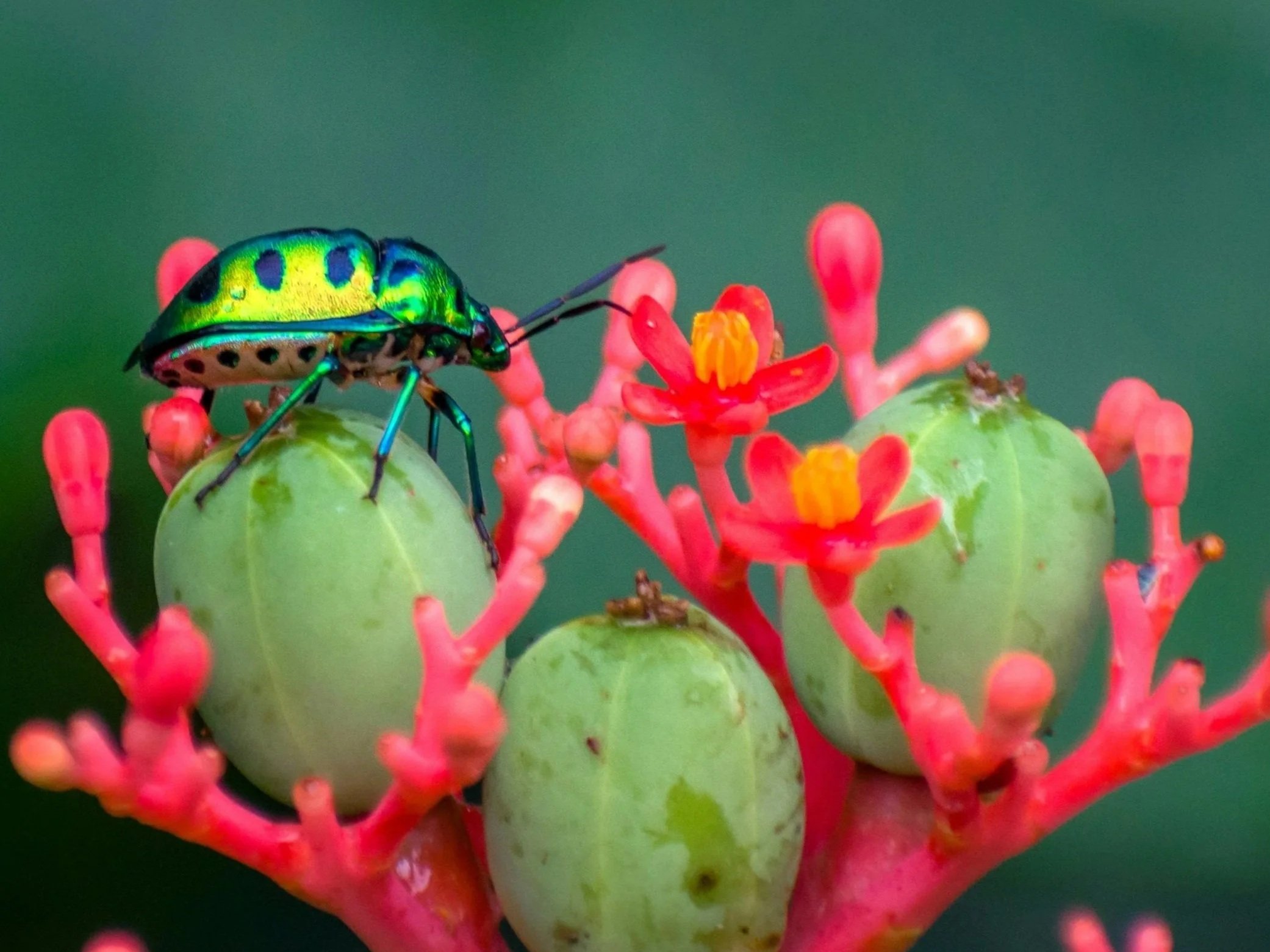 Close-up of a beetle on a cluster of green berries with pink and red flowers and a green background.
