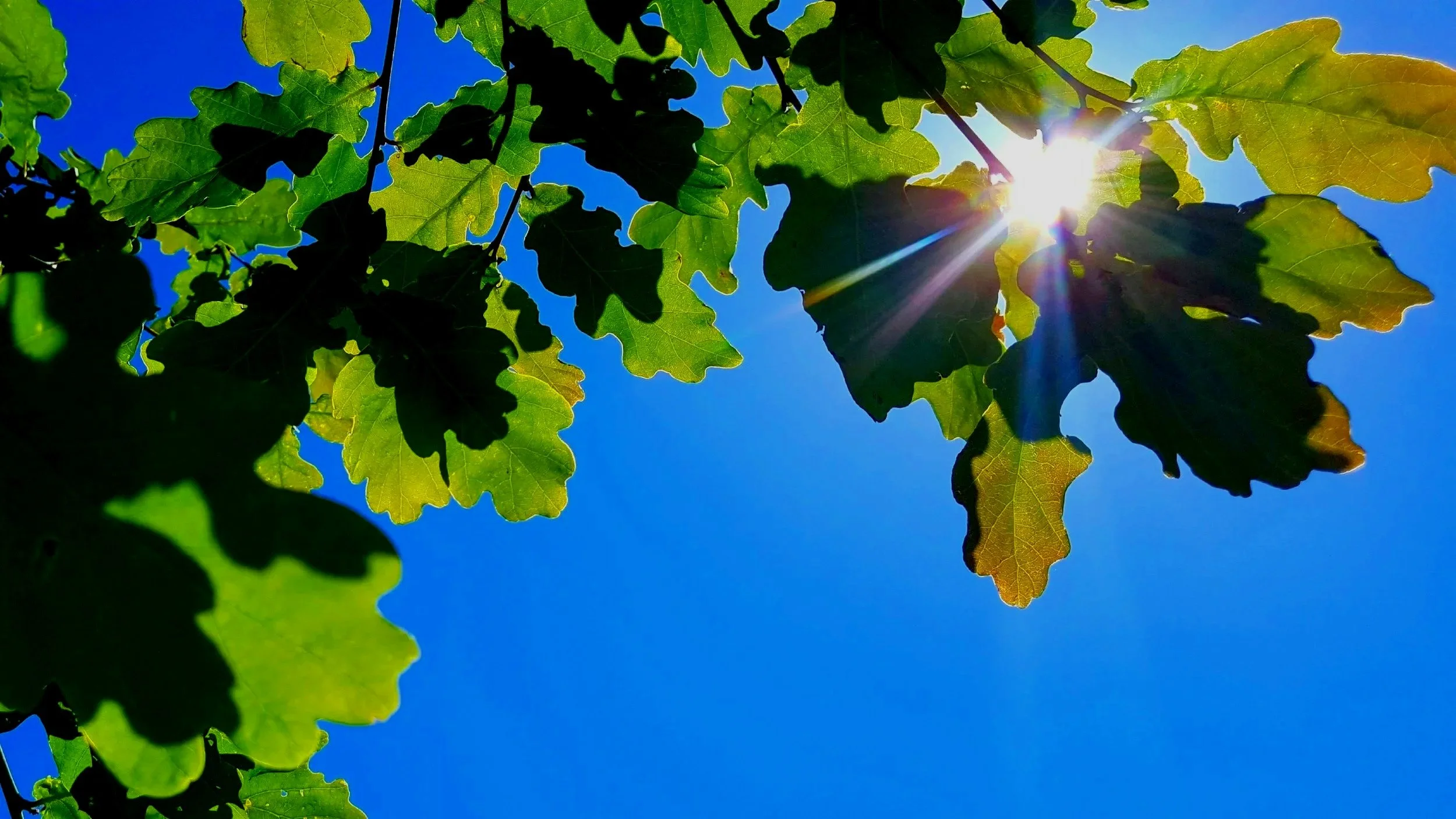 Sunlight shining through green leaves of a tree against a bright blue sky.