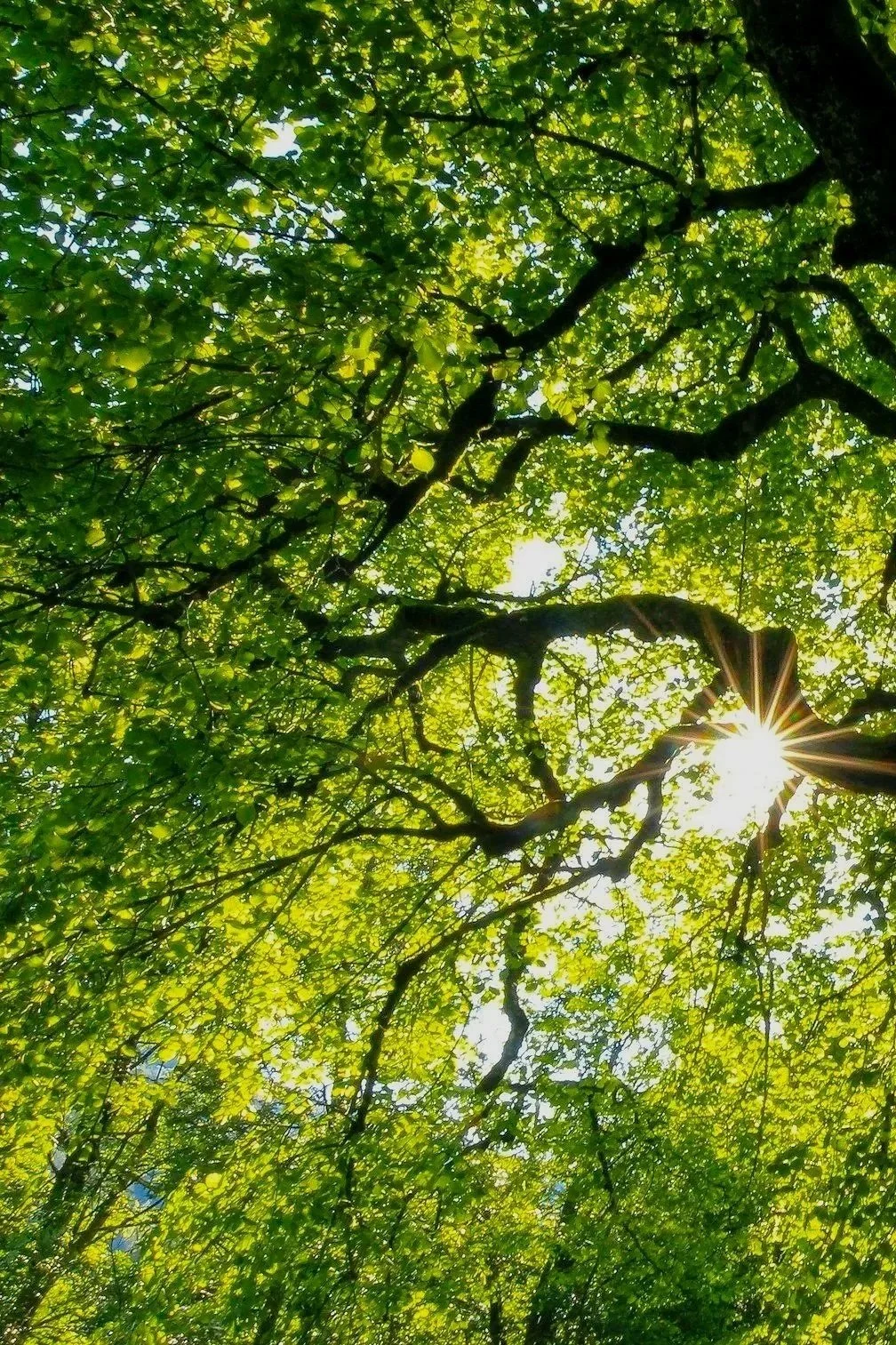 Repositioning a Company Brand to Engage Employees and Scale Impact - VIEW CASE STUDY   