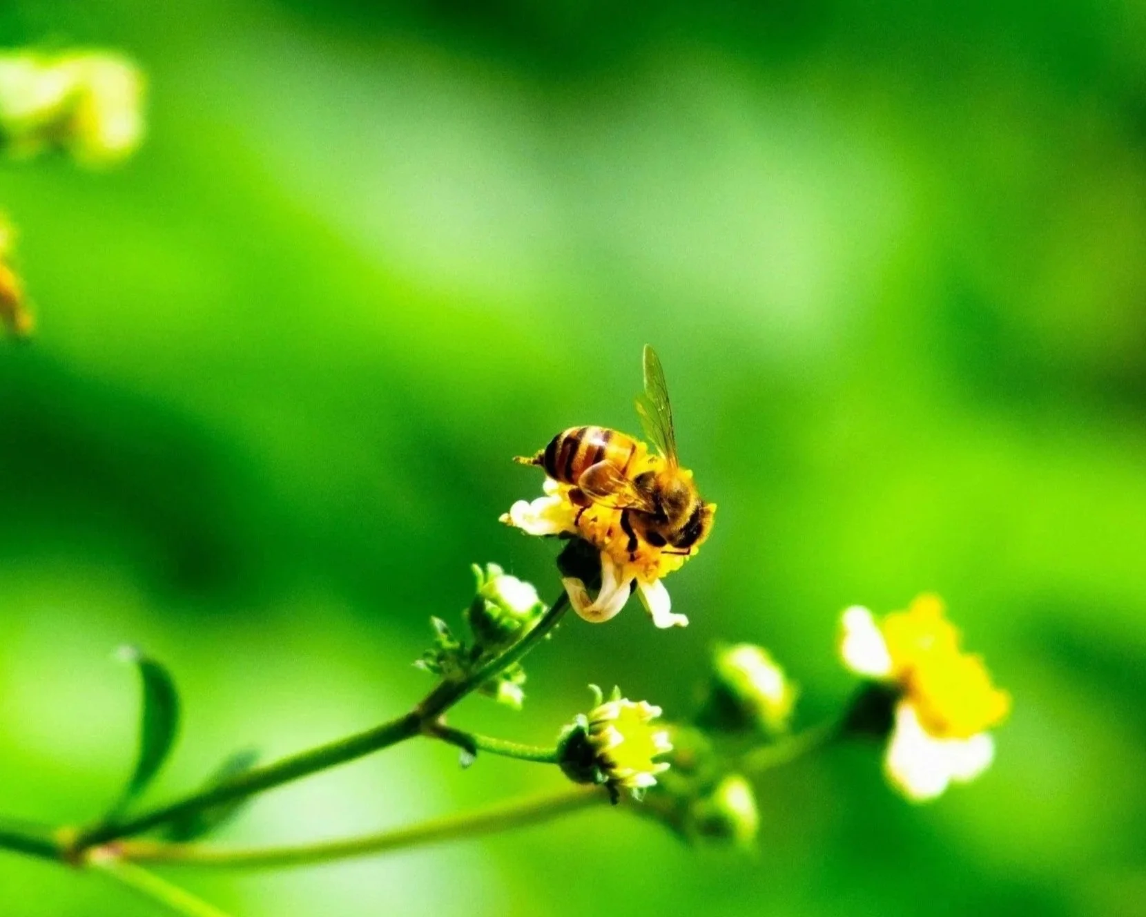A bee collecting nectar from small white and yellow flowers on a green leafy plant with a blurred green background.