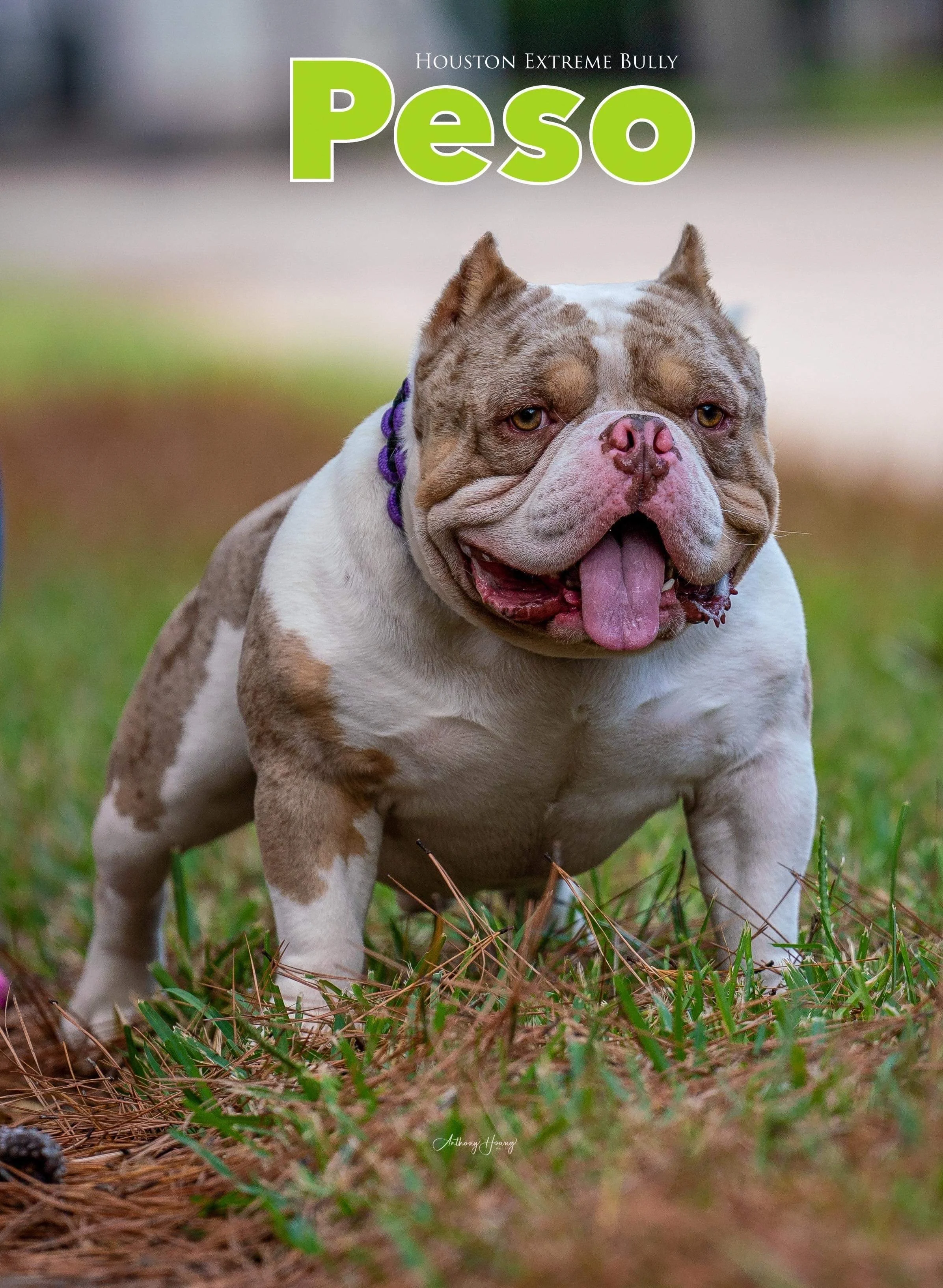 The Shocking Reality Of American Extreme Bully Ownership - rbnc6kp