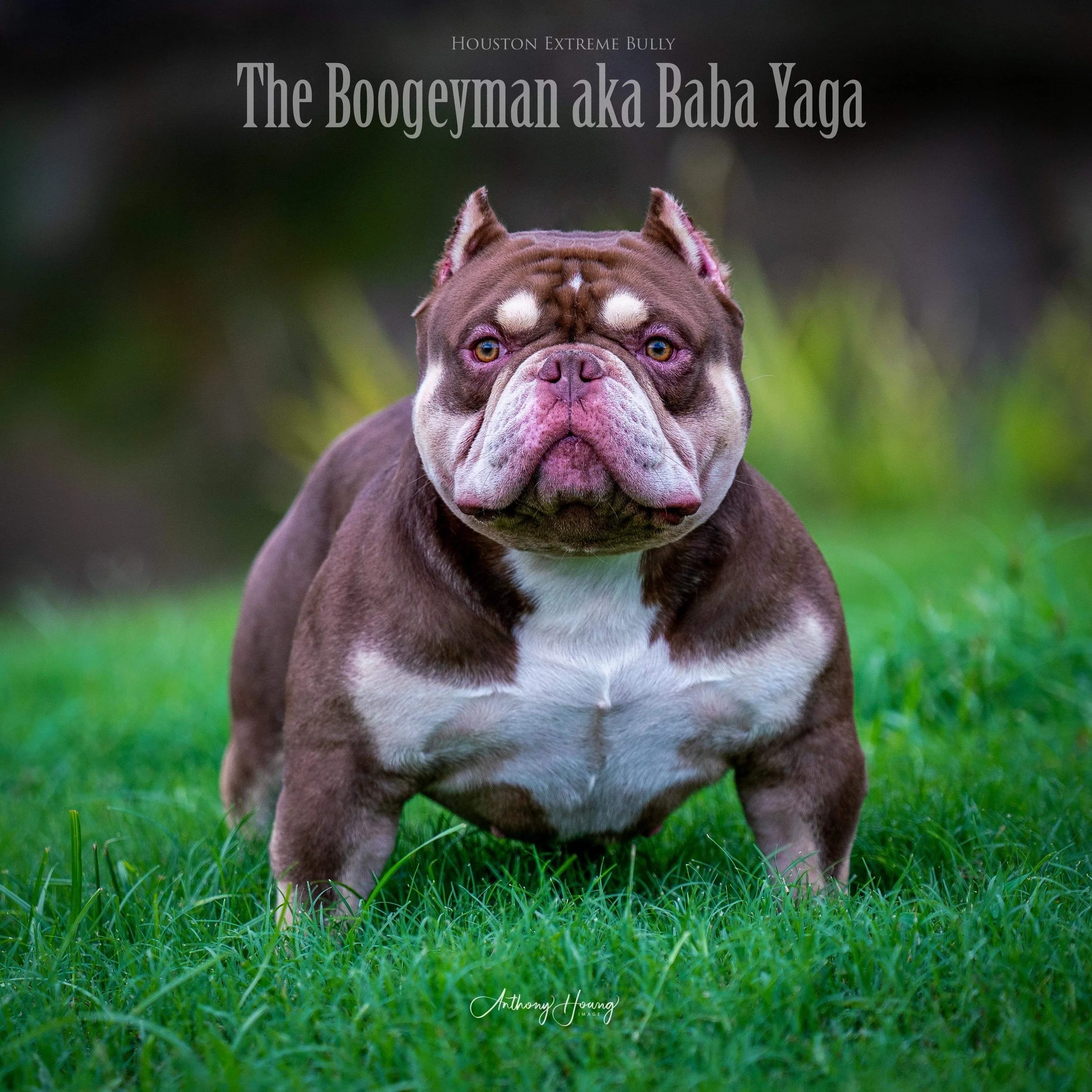 The Shocking Reality Of American Extreme Bully Ownership - 23dvon2