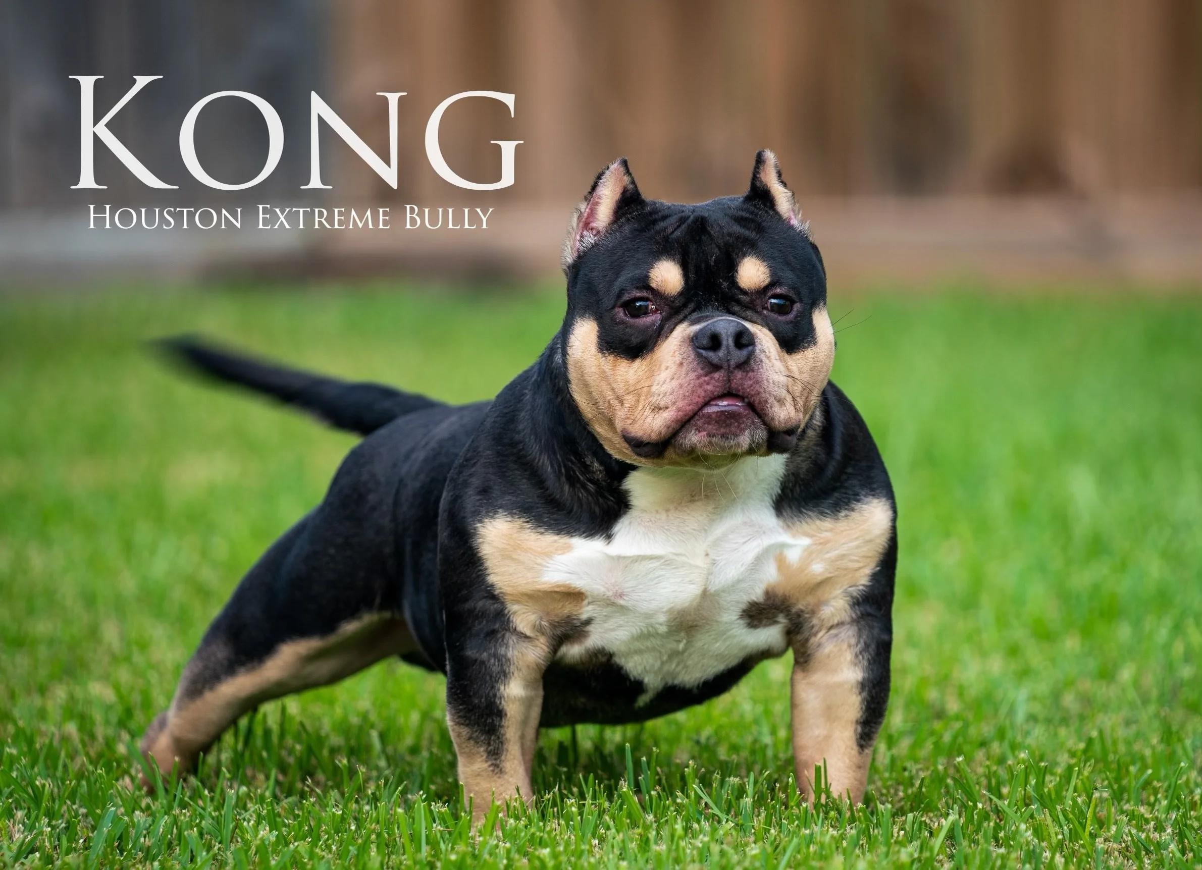 American Extreme Bully: The Ultimate Guide - 07ucsgi