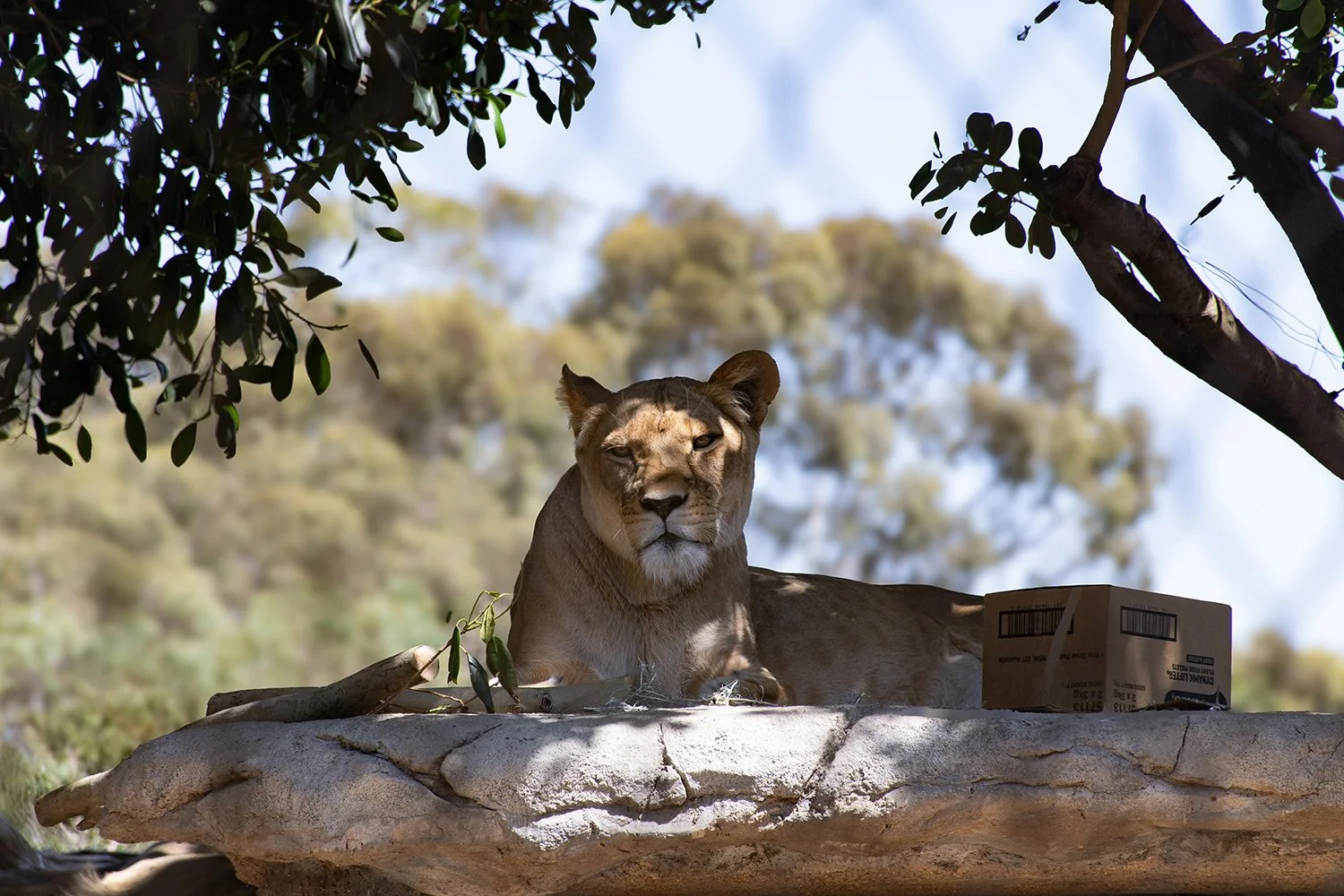 A Quick visit to Werribee Open Plains Zoo