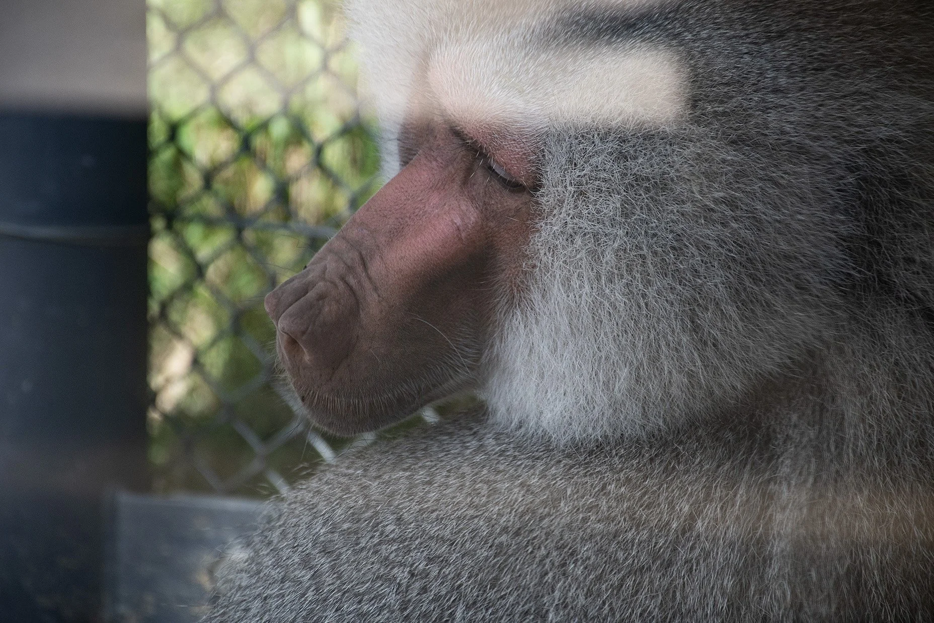 baboon3lr.jpg