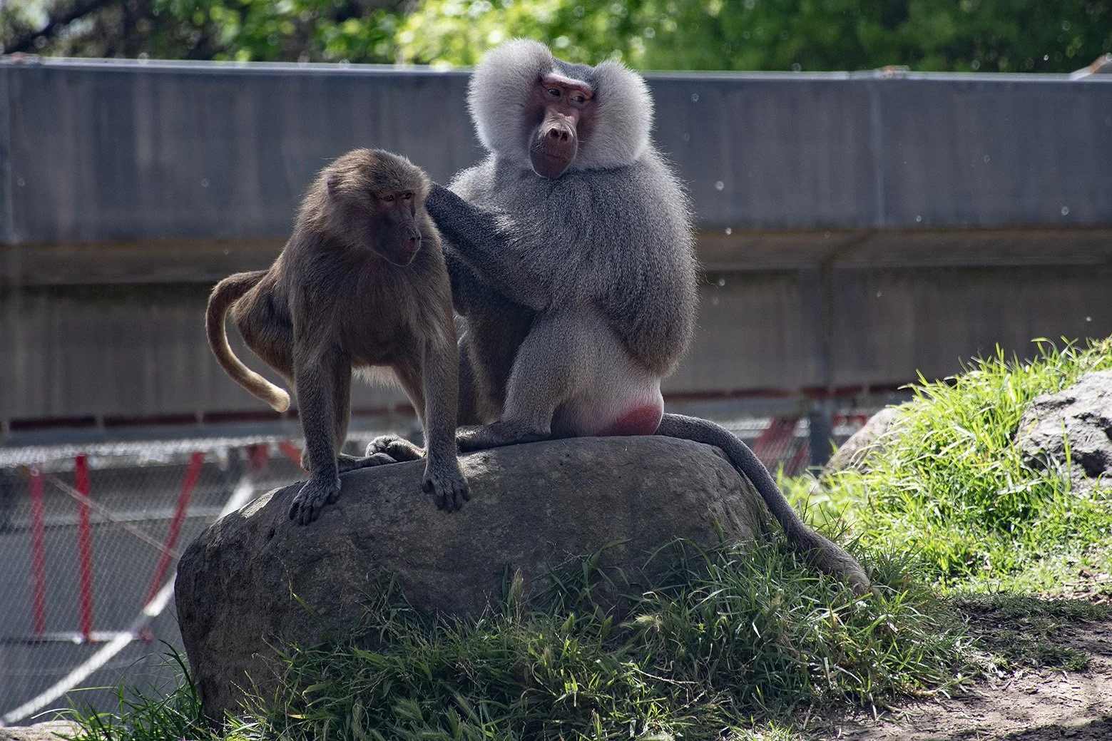 baboon6lr.jpg
