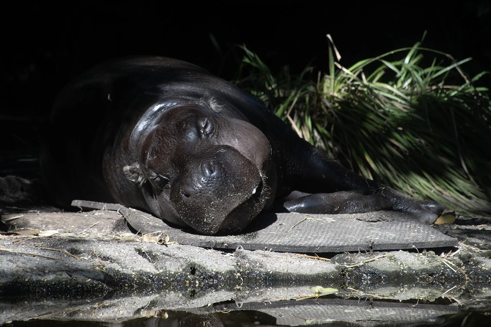 pygmy-hippolr.jpg