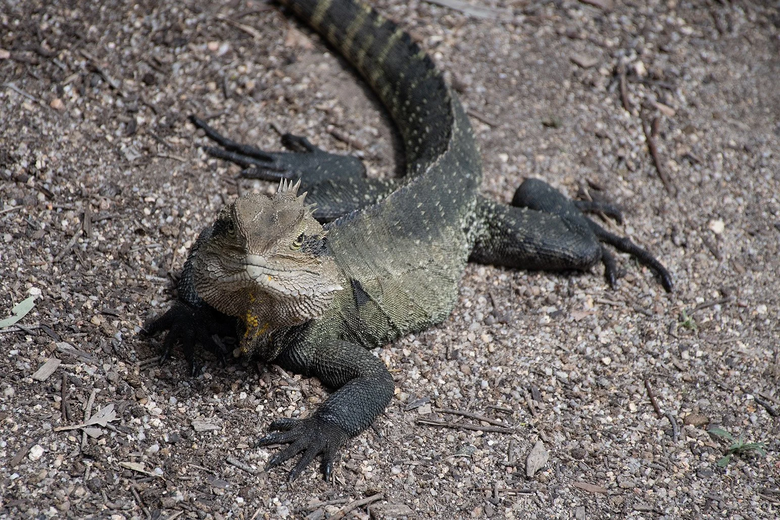 lizard2lr.jpg