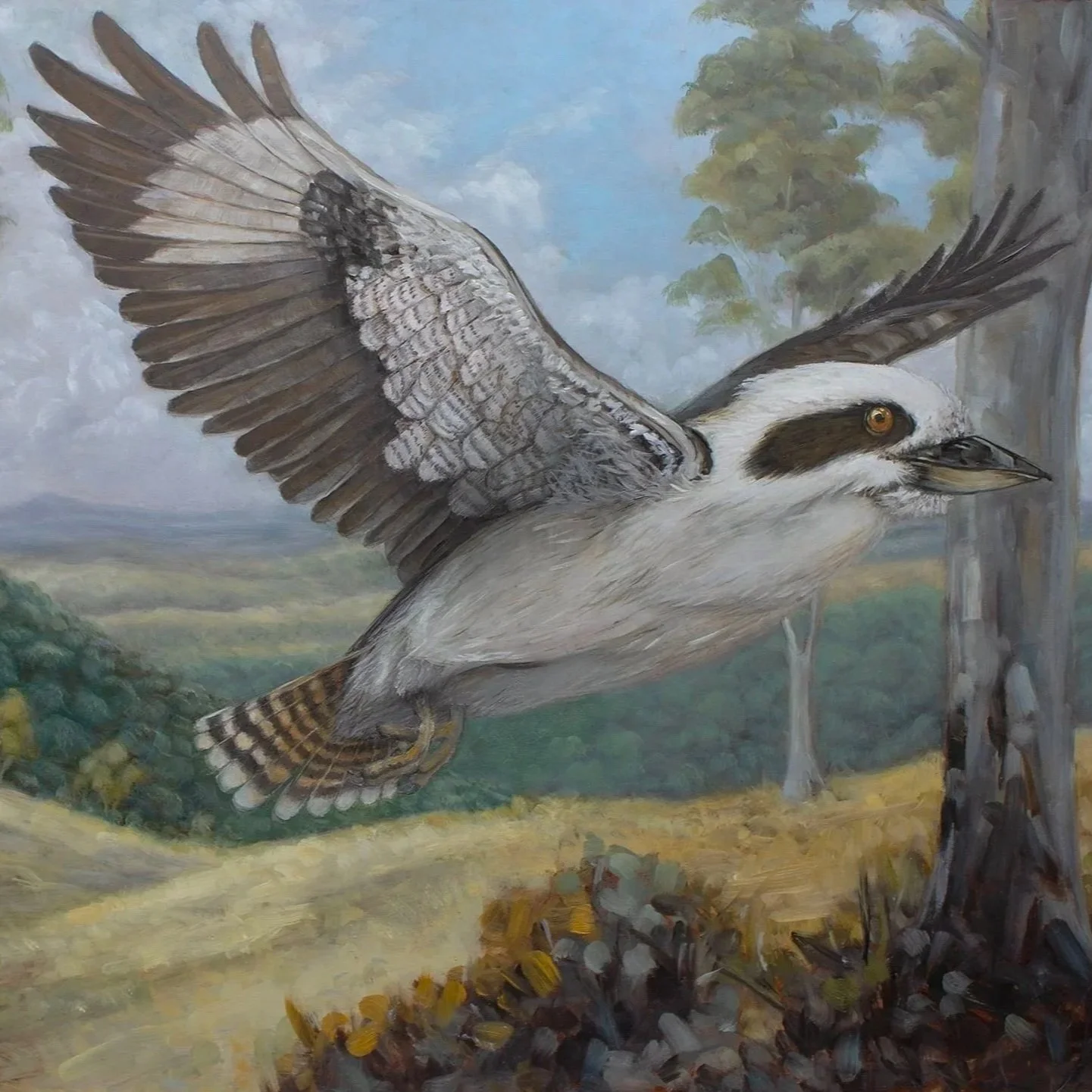 Kookaburra in Flight
