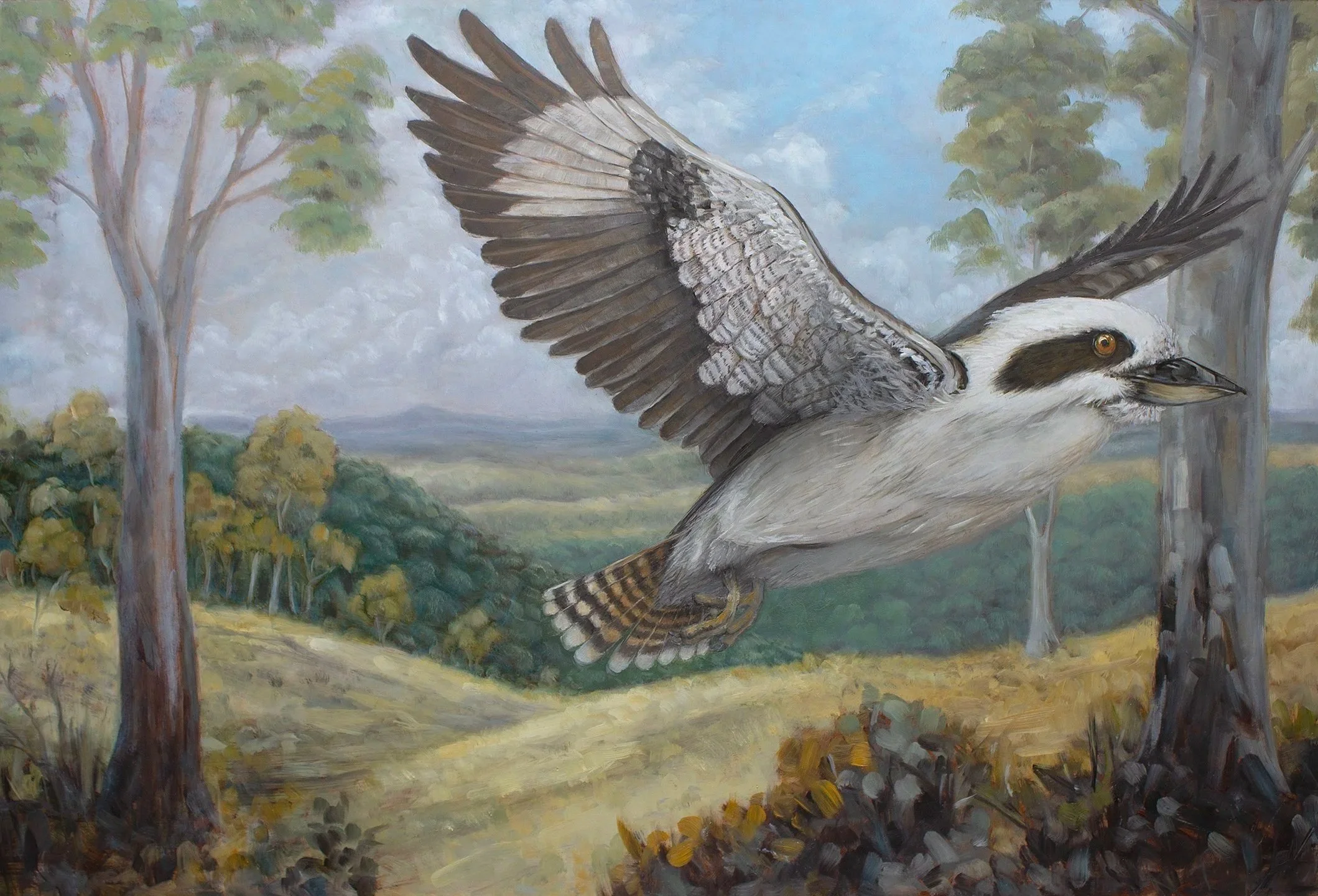 Australian wildlife oil painting of a Kookaburra in Flight