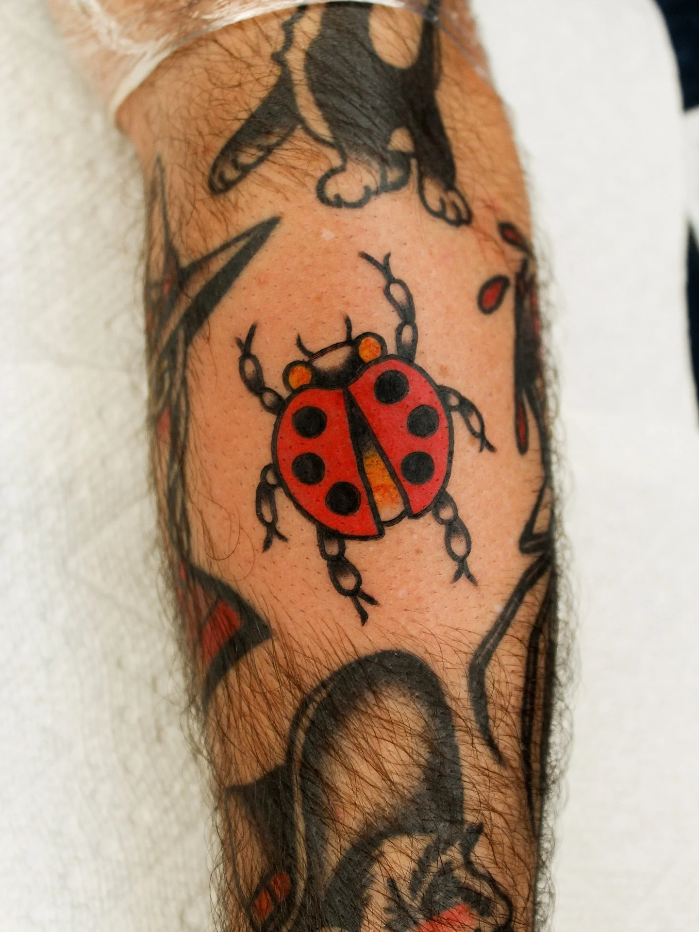Stoked to fill this spot for Matt! 🐞 

Booking Berkeley September/October
kehrmietattoos.com//kehrmietatts@gmail.com

#TraditionalTattoo #AmericanTraditional #TradTattoo #OldSchoolTattoo #BoldWillHold #ClassicTattoo #TattooFlash #TraditionalTattooin
