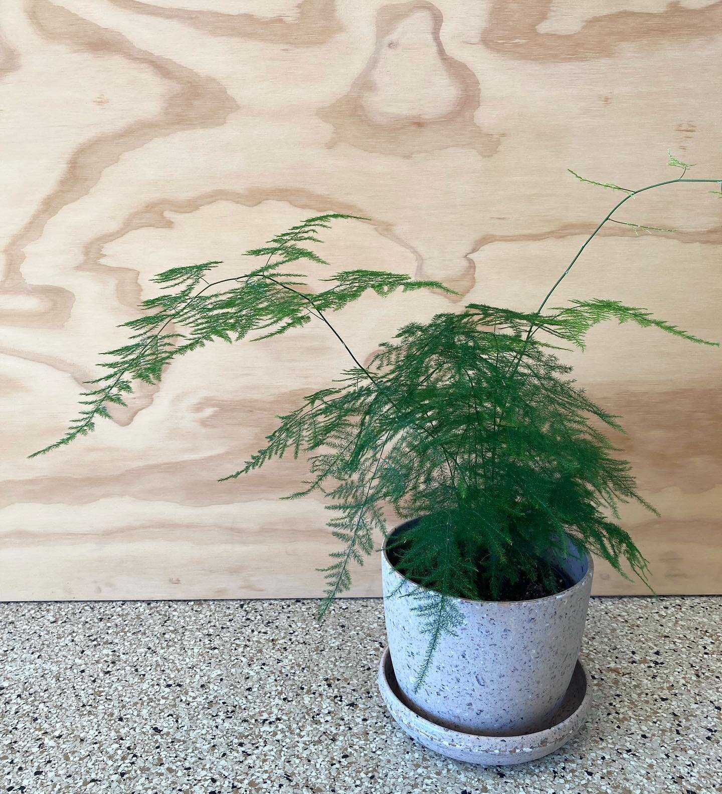 Our coffee bean husk pot looks phenomenal paired with an Asparagus Fern - some plant/pot combos just click! 

#fern #plantpot #planters #asparagusfern #plantdesign #interiordesign #pots #plantshop #plantstyling #plantstyle #plants #ferns