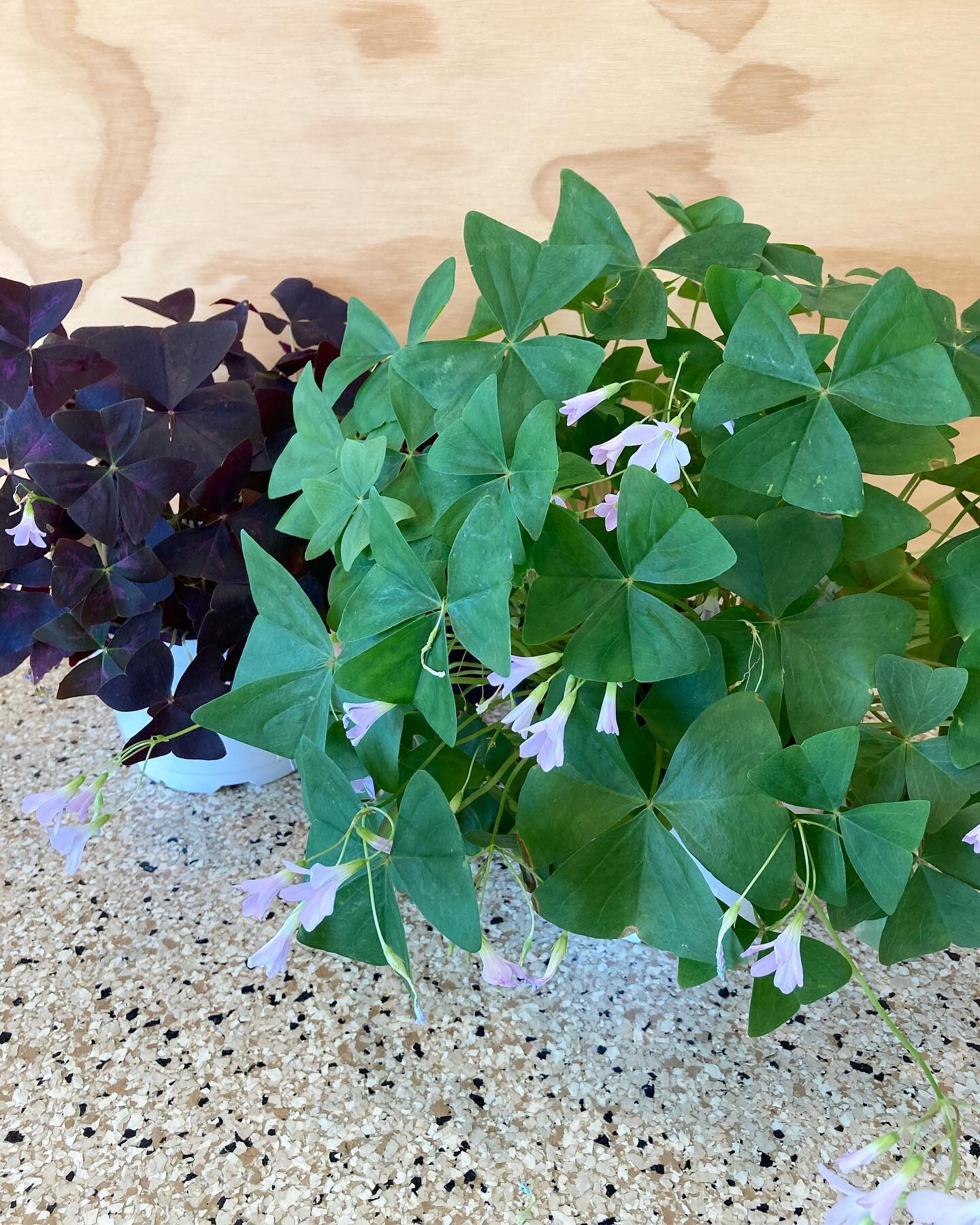 Happy Saint Patrick&rsquo;s Day! Come grab a shamrock for good luck 🍀 
Open 11-4 

#shamrock #saintpatricksday #stpatricksday #sunday #sundayfunday #sundayshopping #oxalis