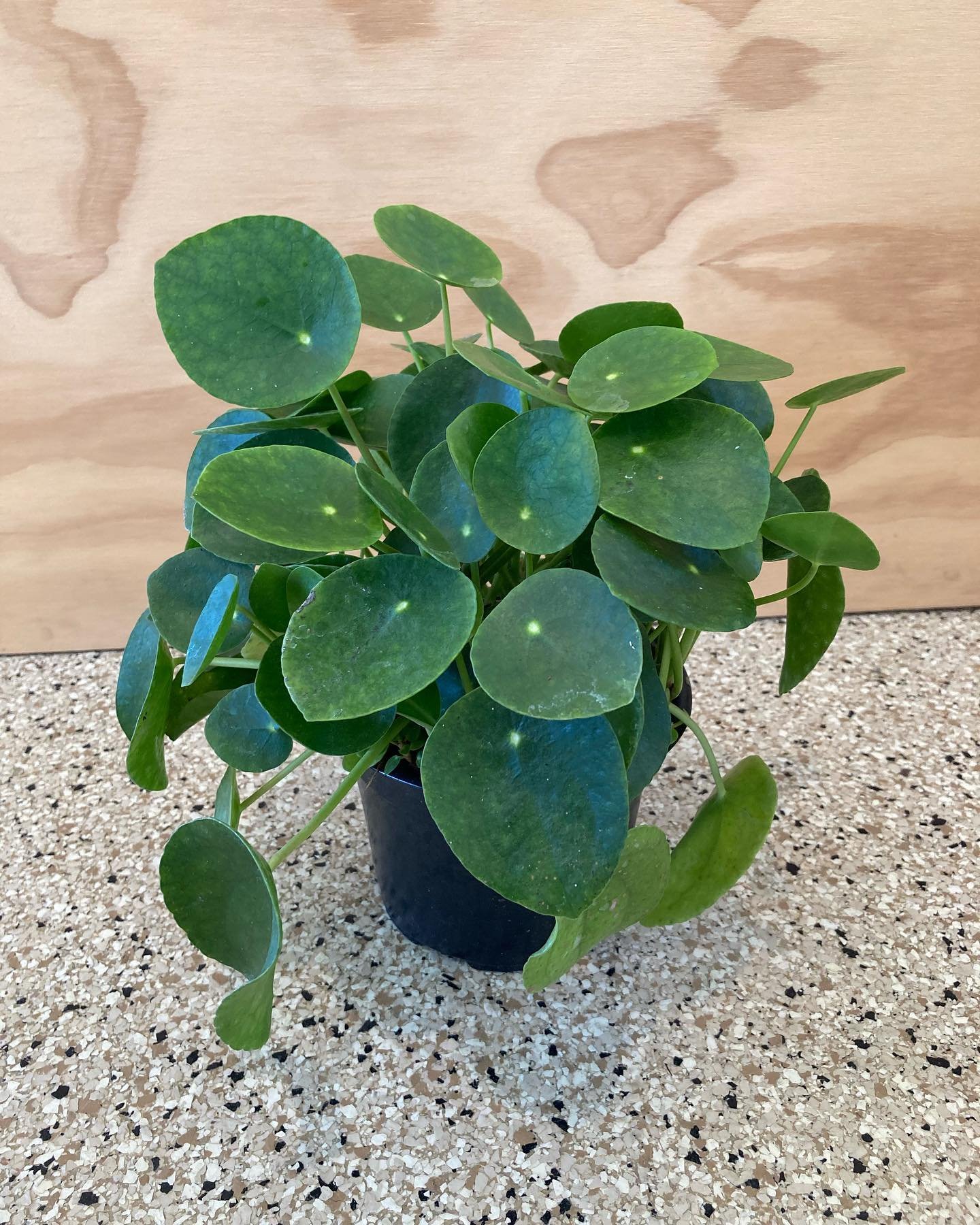 Back in stock! Pilea Peperomioides in 6&rdquo; pots 🪴 Come grab one while they&rsquo;re here!

#pileapeperomioides #plants #chinesemoneyplant #dreamplant #plantshop #plantstore #saturdayshopping #sunny #tropical