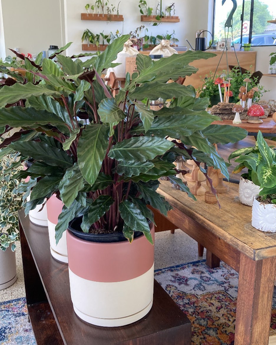 Calathea Rufibarba

If you&rsquo;ve struggled with calatheas before, we recommend this variety to boost your confidence. Rufibarba is not as delicate, signals when it&rsquo;s thirsty, and has a fun fuzzy leaf that is unexpected! Typically calatheas e