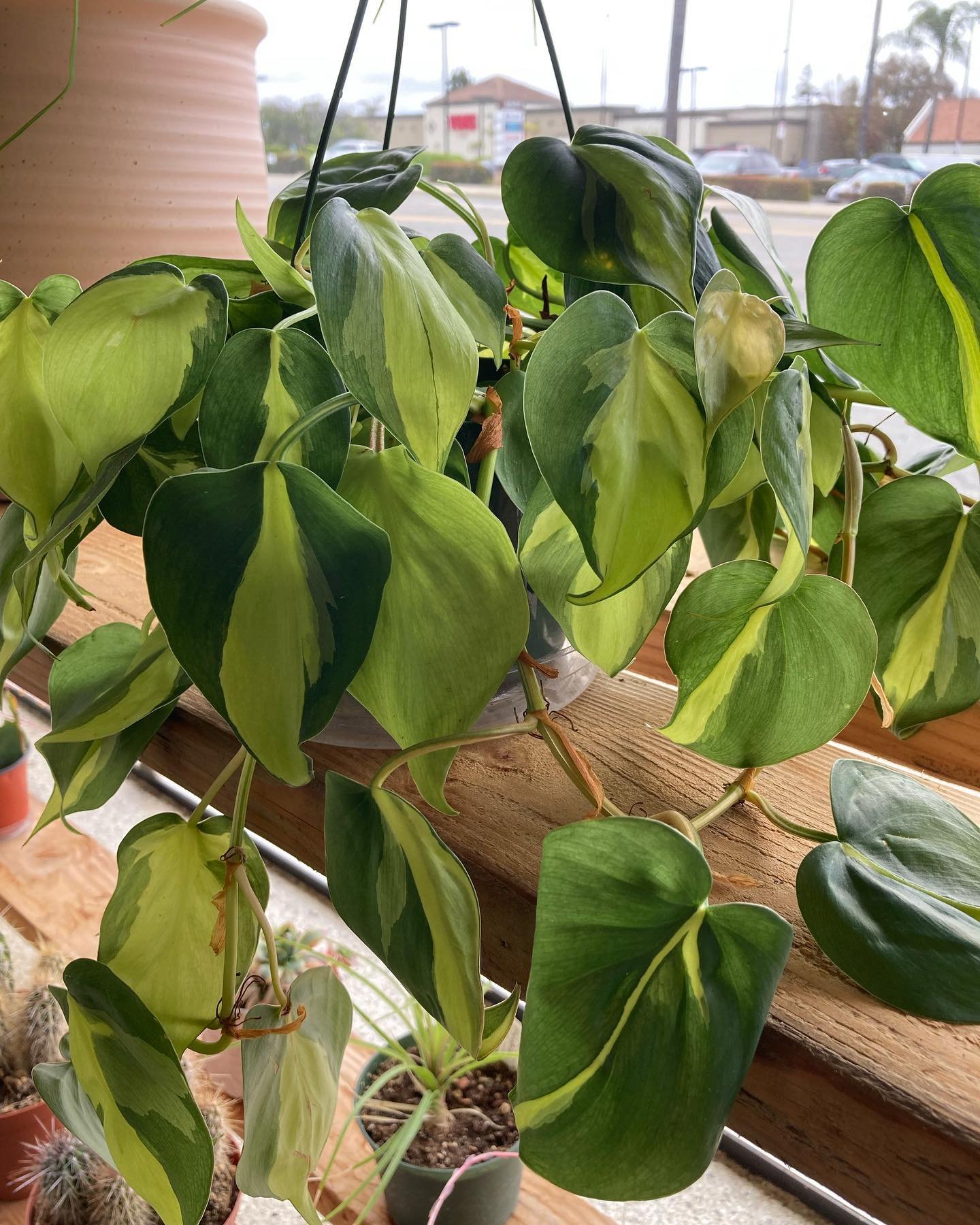 Philodendron Brazil 

This vibrant trailing plant is one of our favorites! Easy to care for and grows very quickly - the perfect choice to give your space that jungle vibe. Provide bright indirect light, water once top half of soil is dry, and easily