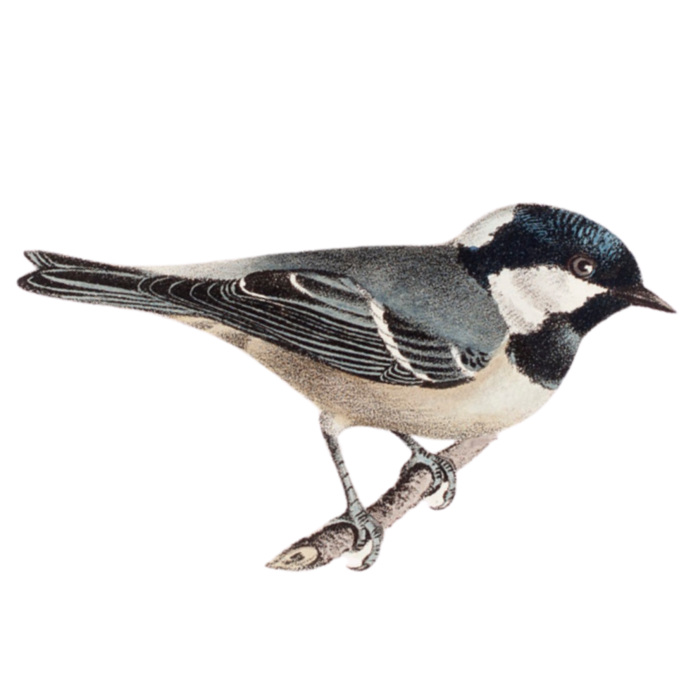 Vintage-style illustration of a small bird perched on a branch, set against a dark, textured background with subtle graphic lines.