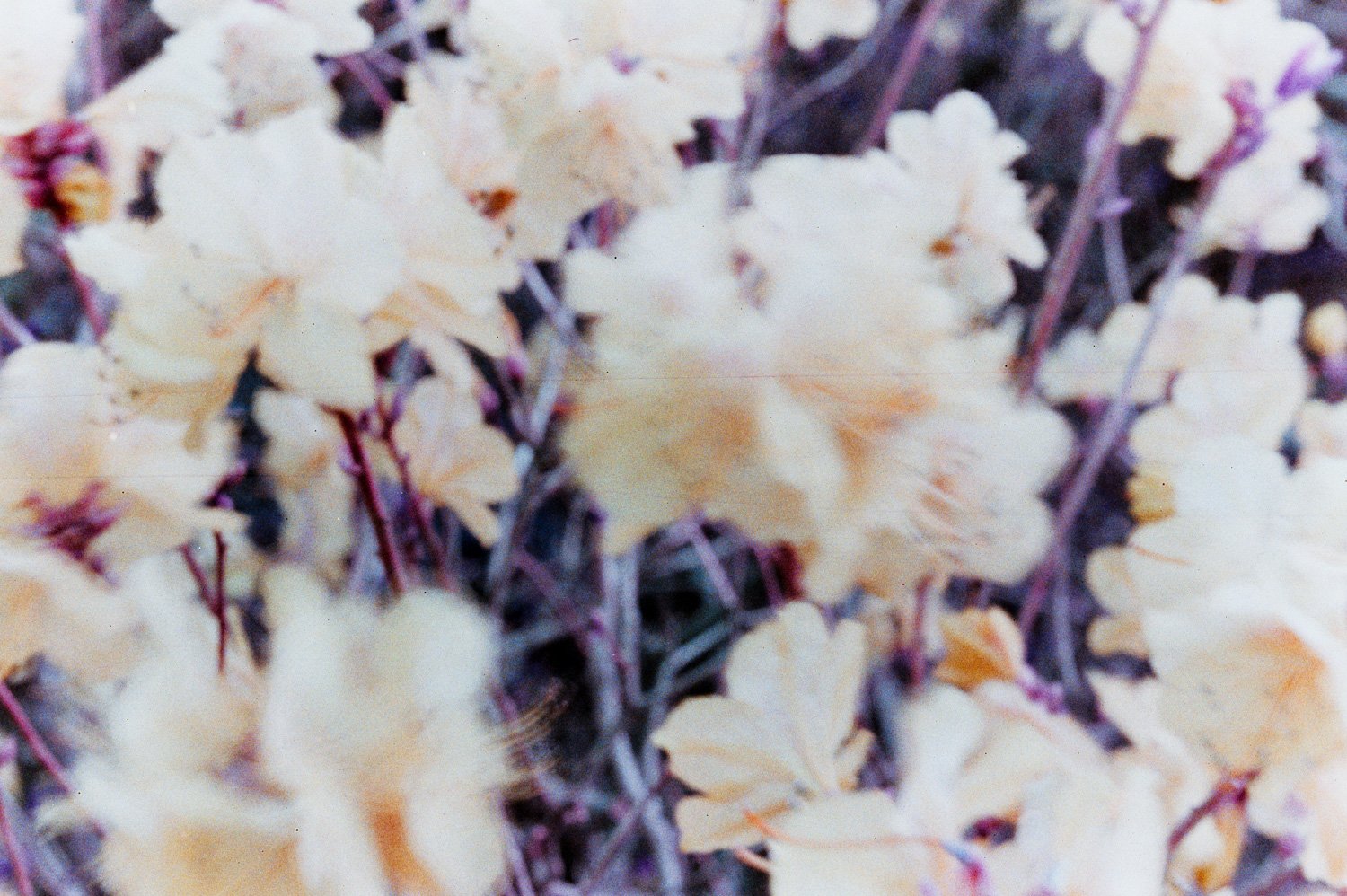2024-04-23_Lomography_Purple_goryeosan_southkorea_135film_3698.jpg
