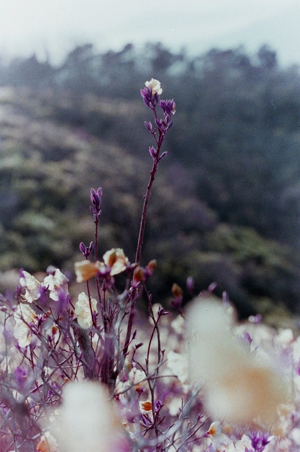 2024-04-23_Lomography_Purple_goryeosan_southkorea_135film_3694.jpg