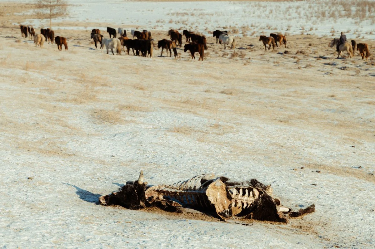 20241219_Mongolia_Winter_Ullanbaatar_Traveling_Mutin_Antoine_Photographer_8455.jpg