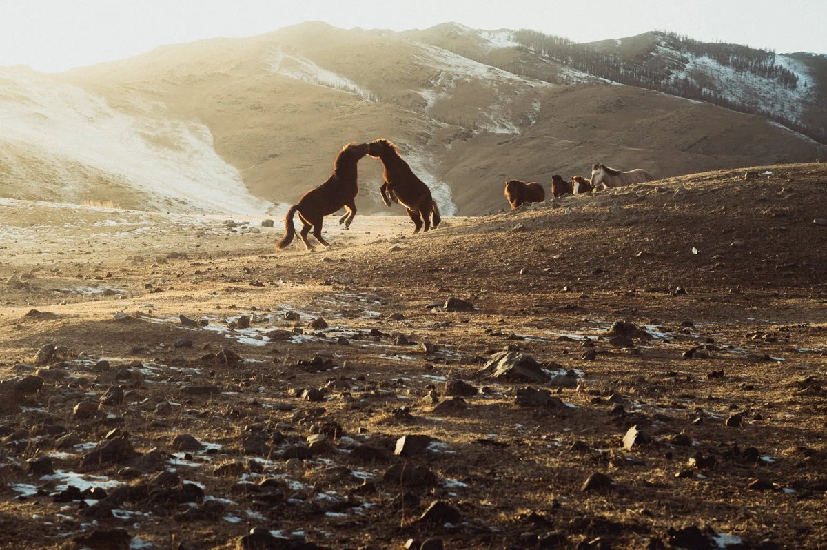 20241222_Mongolia_Winter_Ullanbaatar_Traveling_Mutin_Antoine_Photographer_0311.jpg