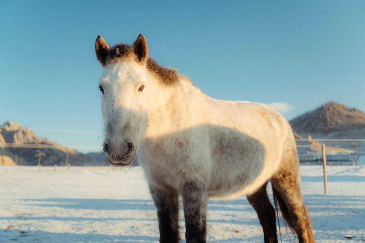 20241219_Mongolia_Winter_Ullanbaatar_Traveling_Mutin_Antoine_Photographer_7989.jpg