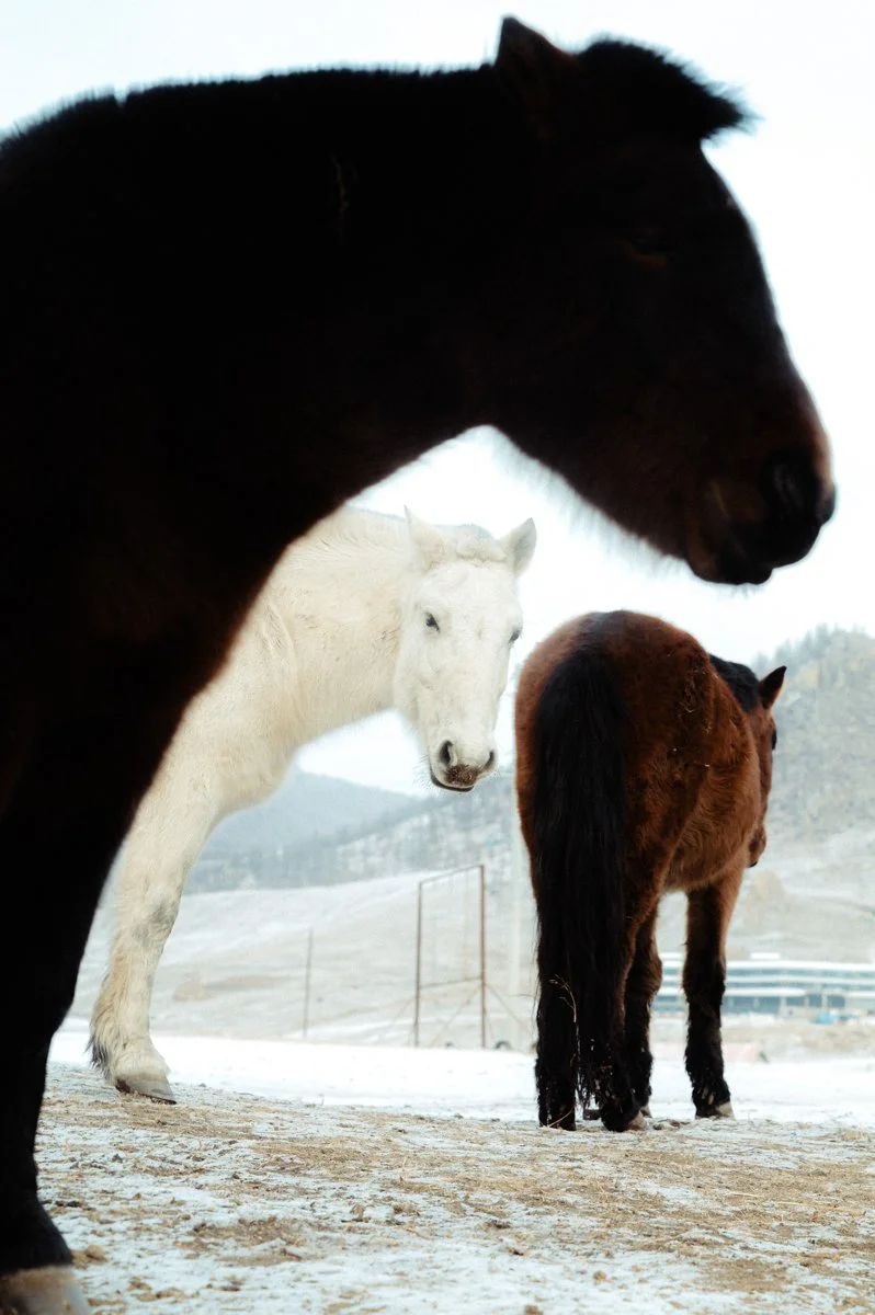 20241219_Mongolia_Winter_Ullanbaatar_Traveling_Mutin_Antoine_Photographer_9016.jpg