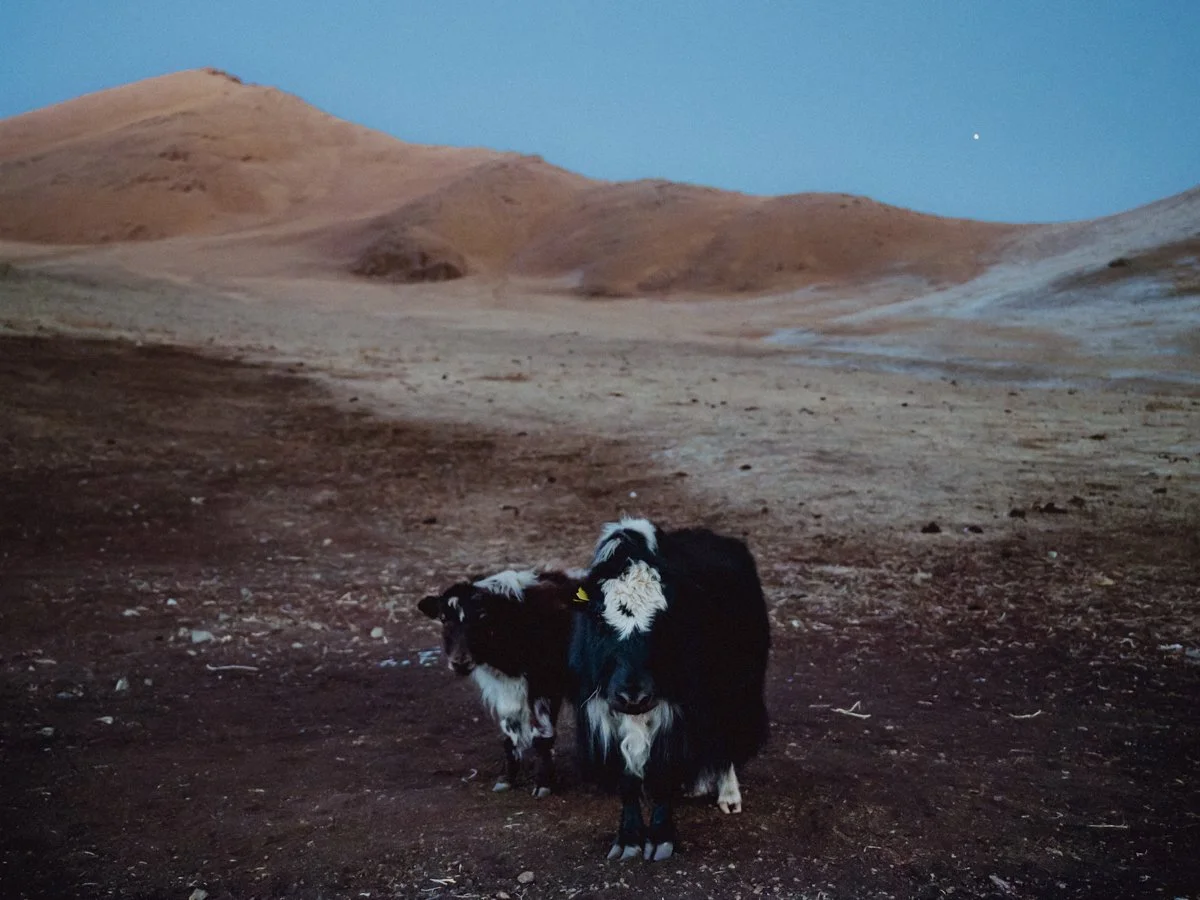 20241221_Mongolia_Winter_Ullanbaatar_Traveling_Mutin_Antoine_Photographer_9962.jpg