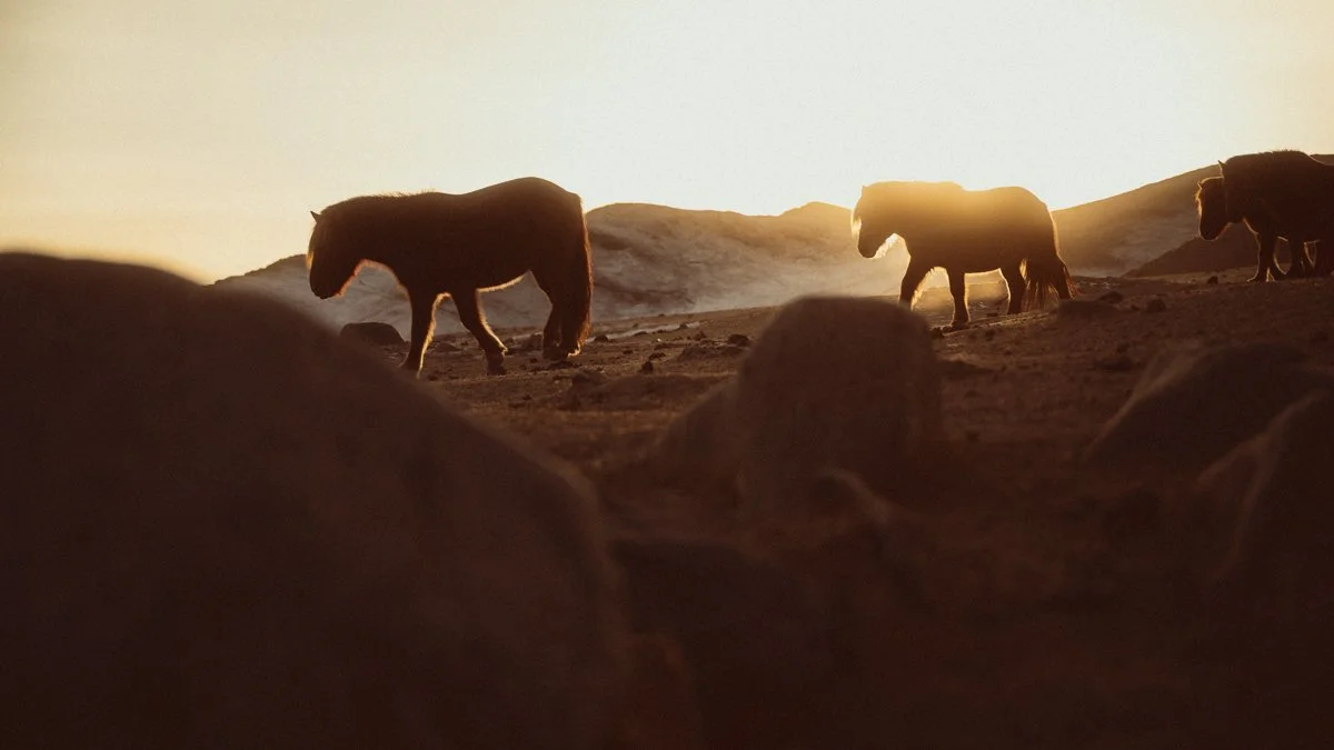 20241222_Mongolia_Winter_Ullanbaatar_Traveling_Mutin_Antoine_Photographer_0329.jpg