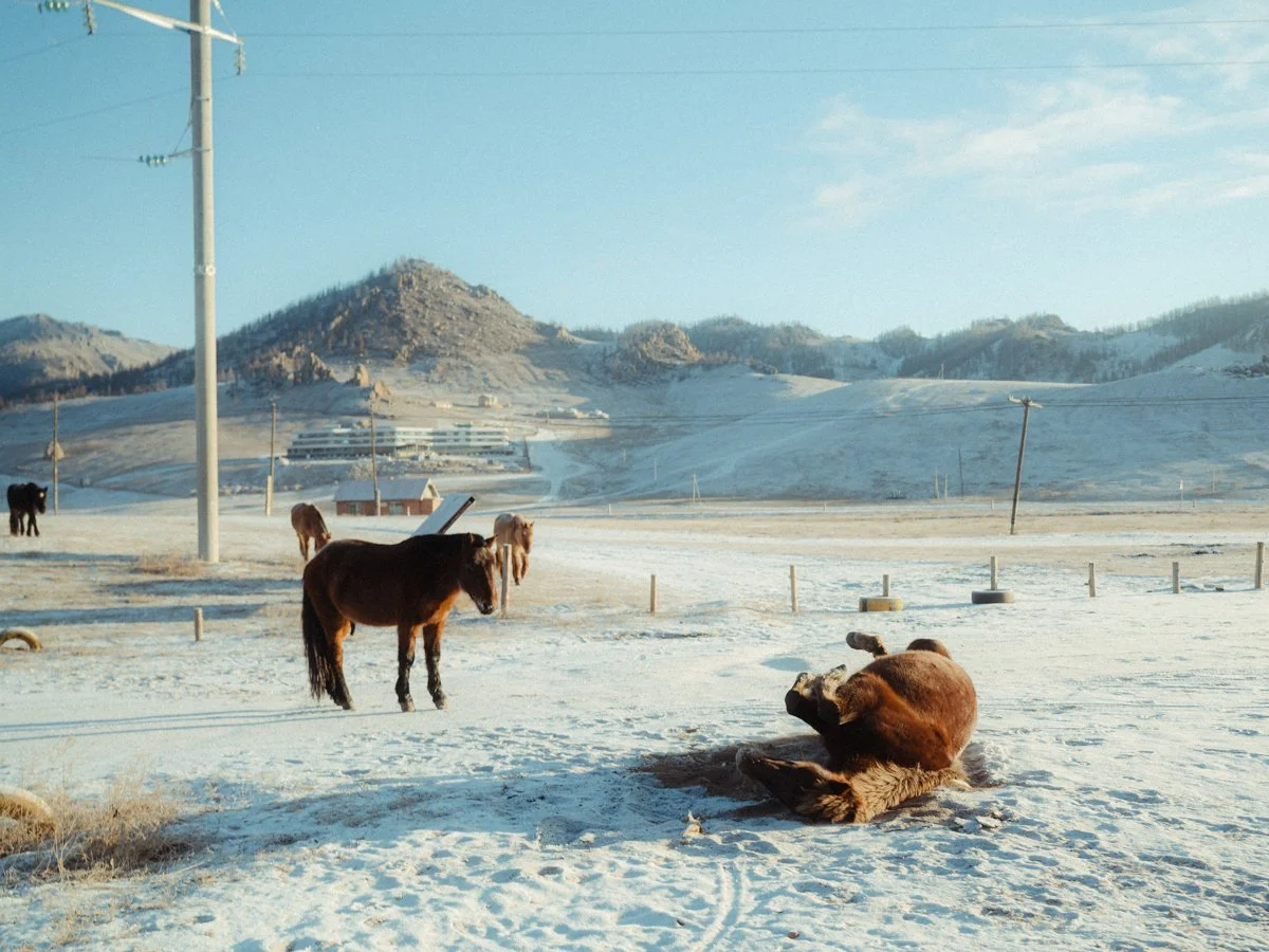 20241219_Mongolia_Winter_Ullanbaatar_Traveling_Mutin_Antoine_Photographer_8180.jpg
