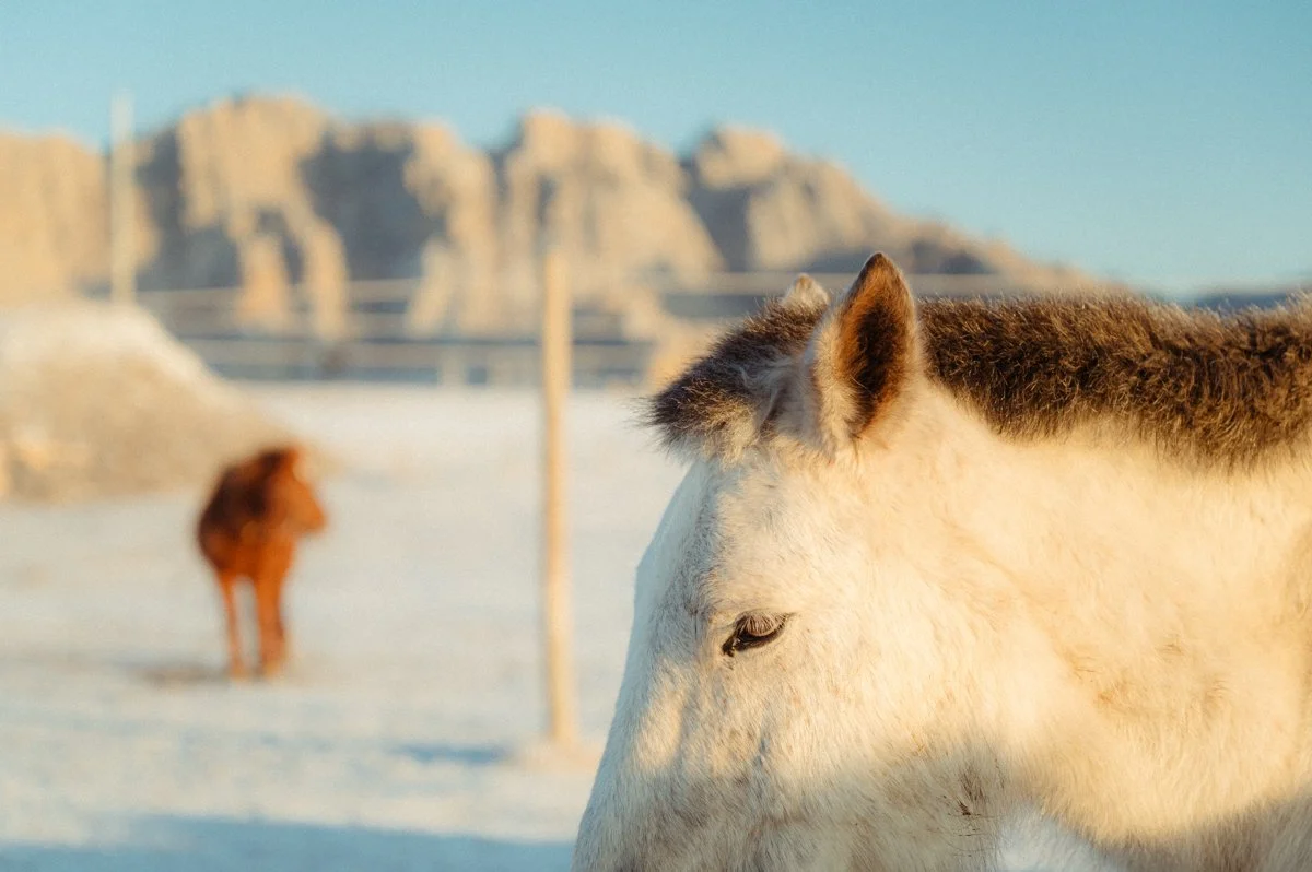 20241219_Mongolia_Winter_Ullanbaatar_Traveling_Mutin_Antoine_Photographer_8000.jpg