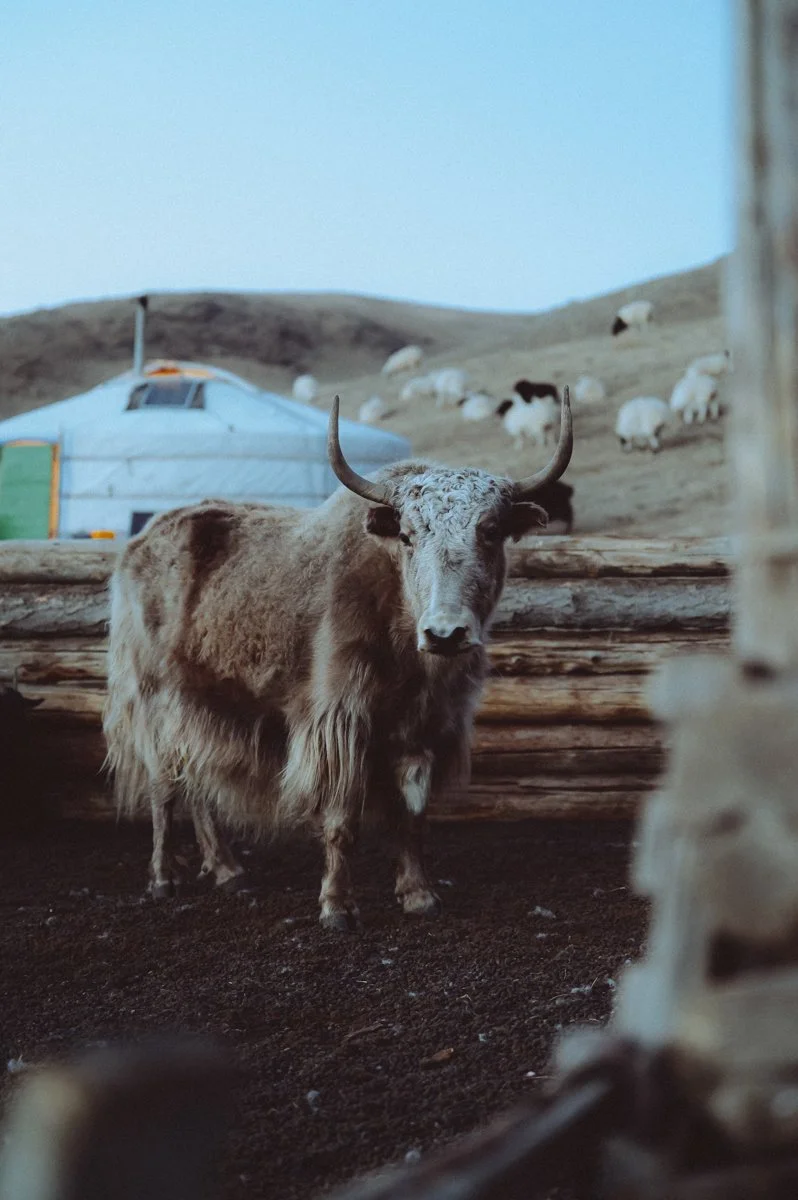 20241221_Mongolia_Winter_Ullanbaatar_Traveling_Mutin_Antoine_Photographer_9979.jpg