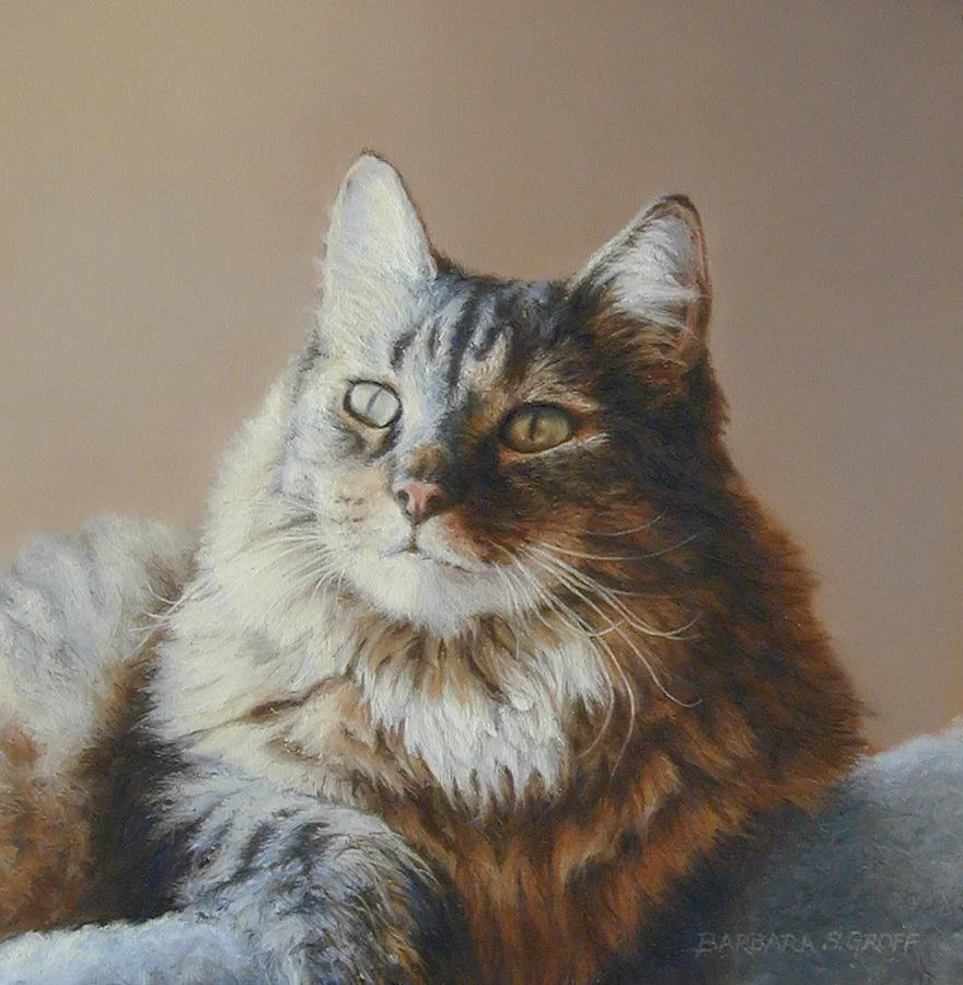 alexi-maine-coon-barbara-groff.jpg