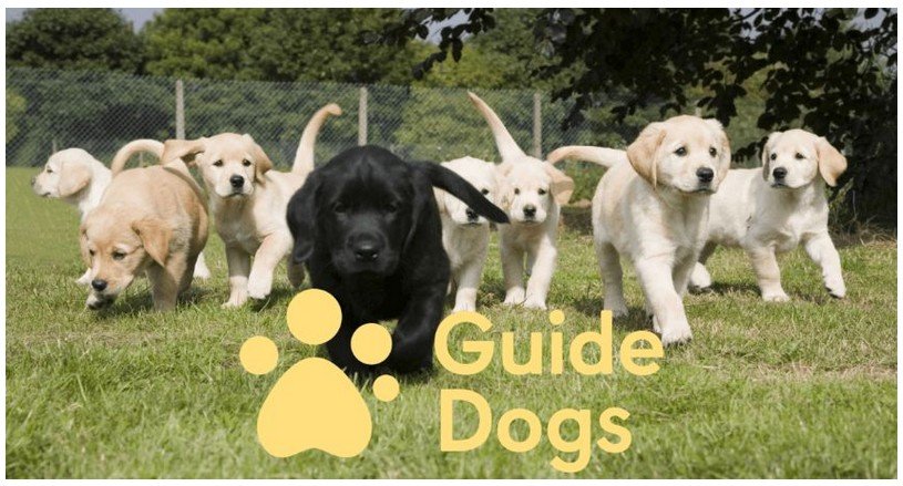 Divas & Retrievers - Guide Dogs fundraising concert