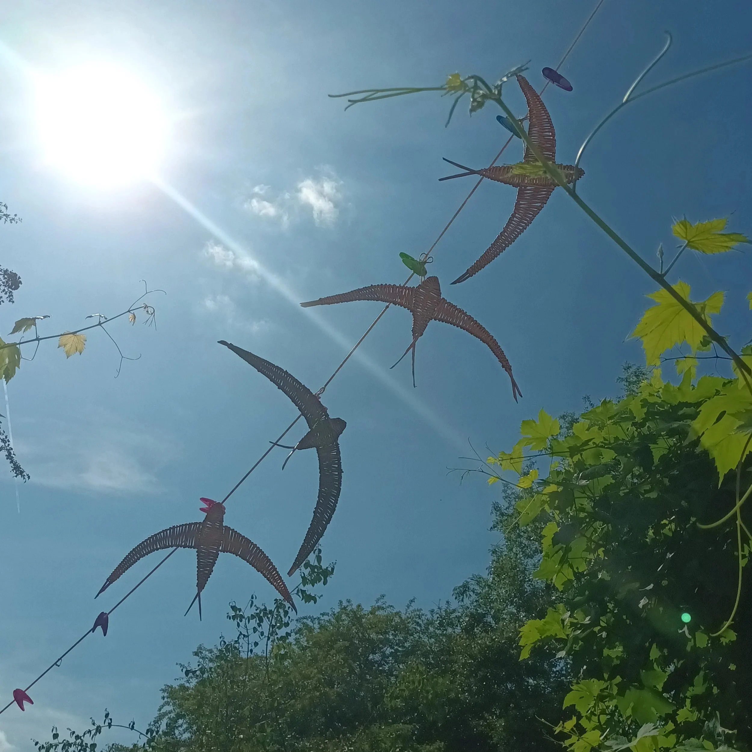 Basketry workshop - Swallows & Swifts