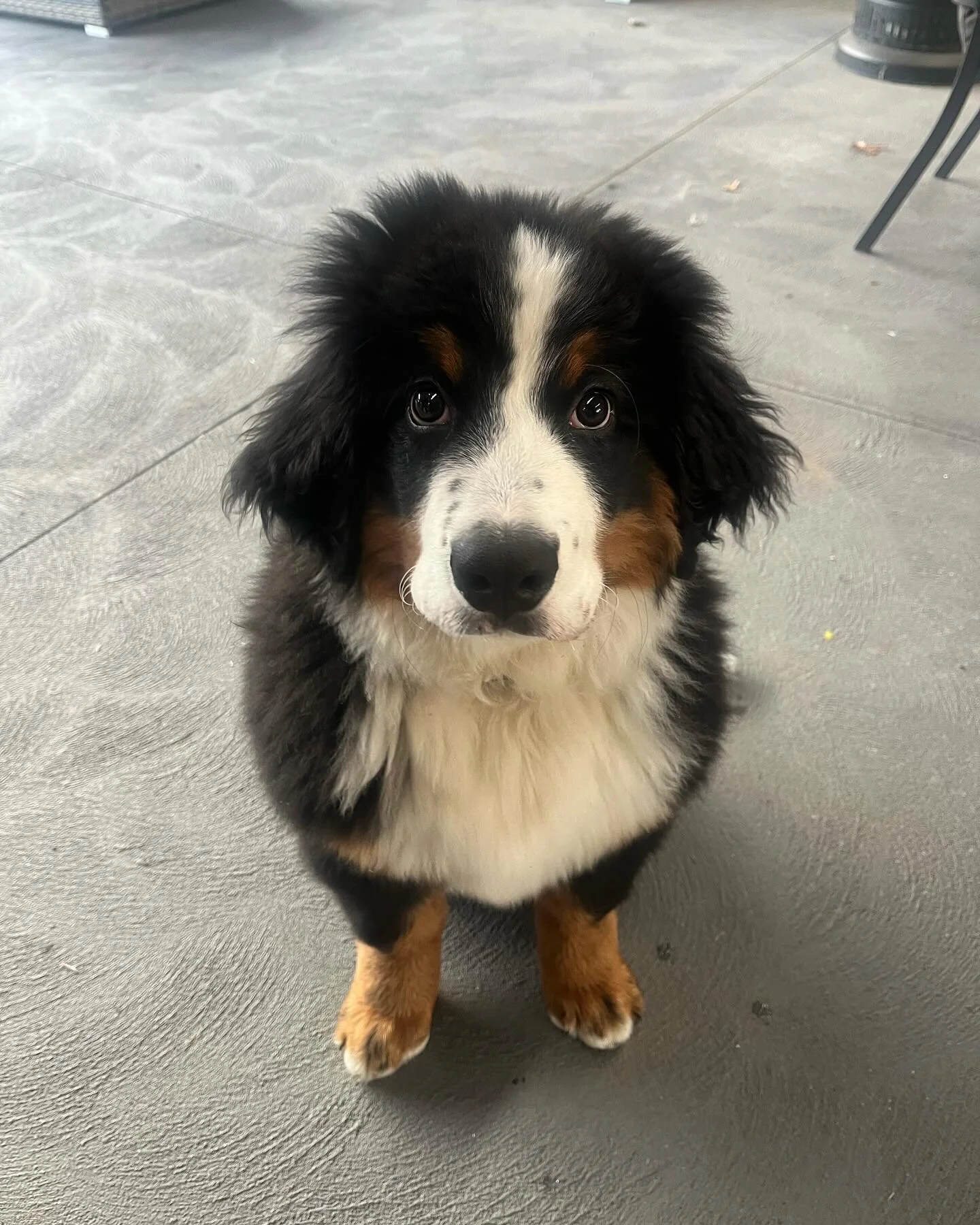 ✨adventure dogs✨ 

We&rsquo;ve been a bit quiet on socials lately, but rest assured we&rsquo;ve been busy training all these cute faces!