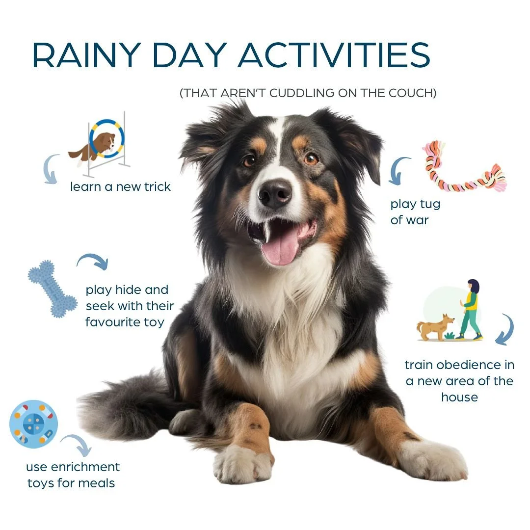 ✨rainy day activities ✨

Keeping your dog feeling mentally and physically fulfilled in this rainy weather can sometimes feel impossible, but often just requires a bit of creative thinking! 

- Almost dinner time? Spend 10 minutes using a portion of t