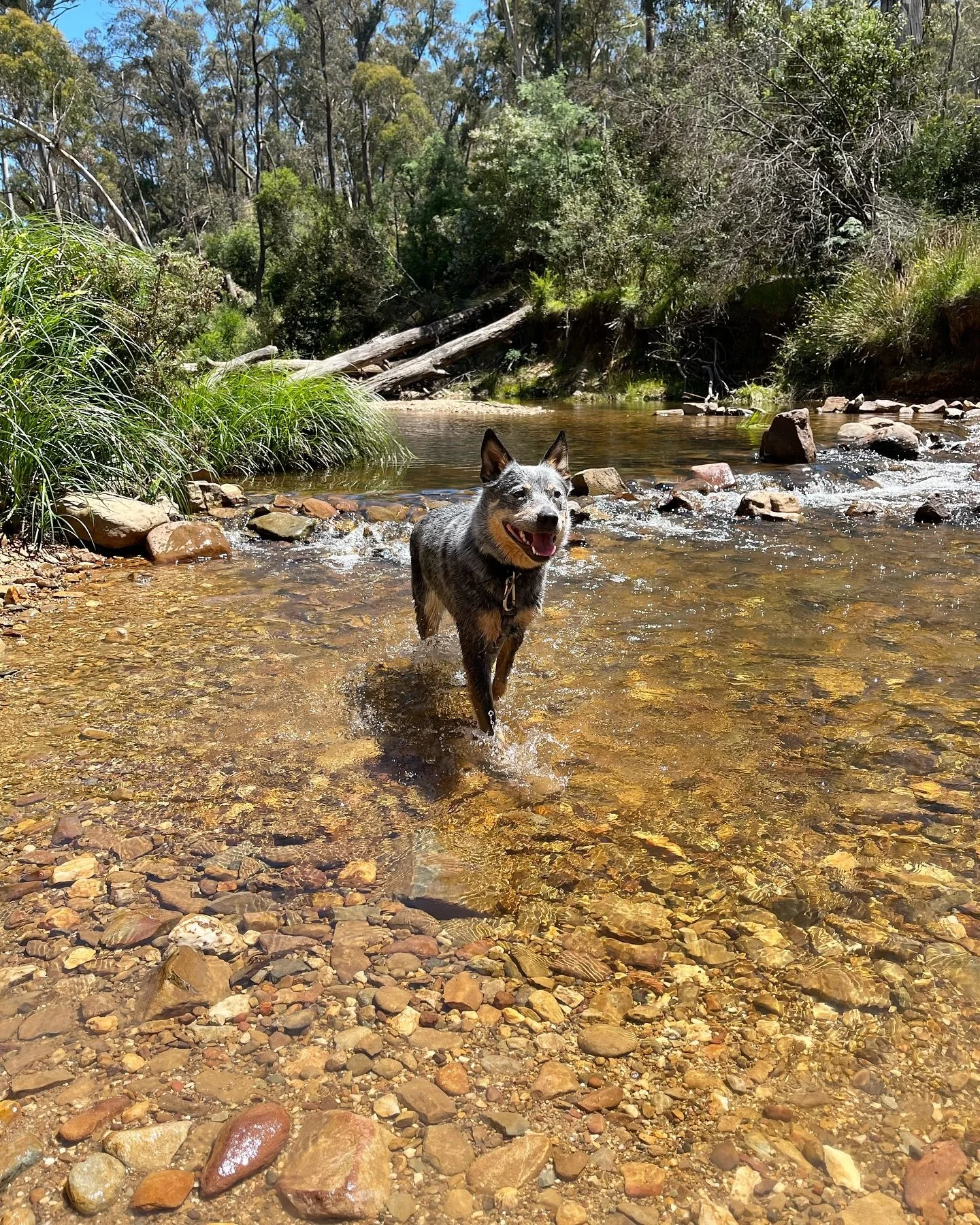 It&rsquo;s the weekend! 👏🏻
Go explore somewhere new with your dog! ☀️🐾
