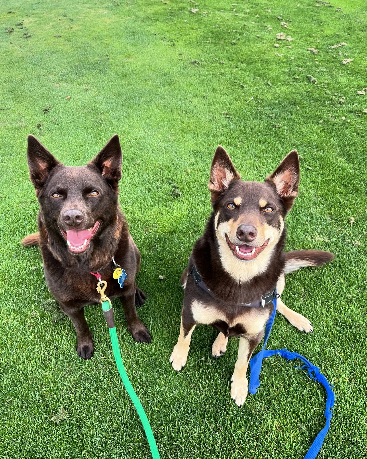 Two happy boys! Get out and enjoy the sunshine today with your dogs! 🐕&zwj;🦺
&bull;
&bull;
&bull;
Marlon &amp; Albert are two very active dogs who have weekly social walks to get some of that extra kelpie energy out! 
If you&rsquo;re after some ext