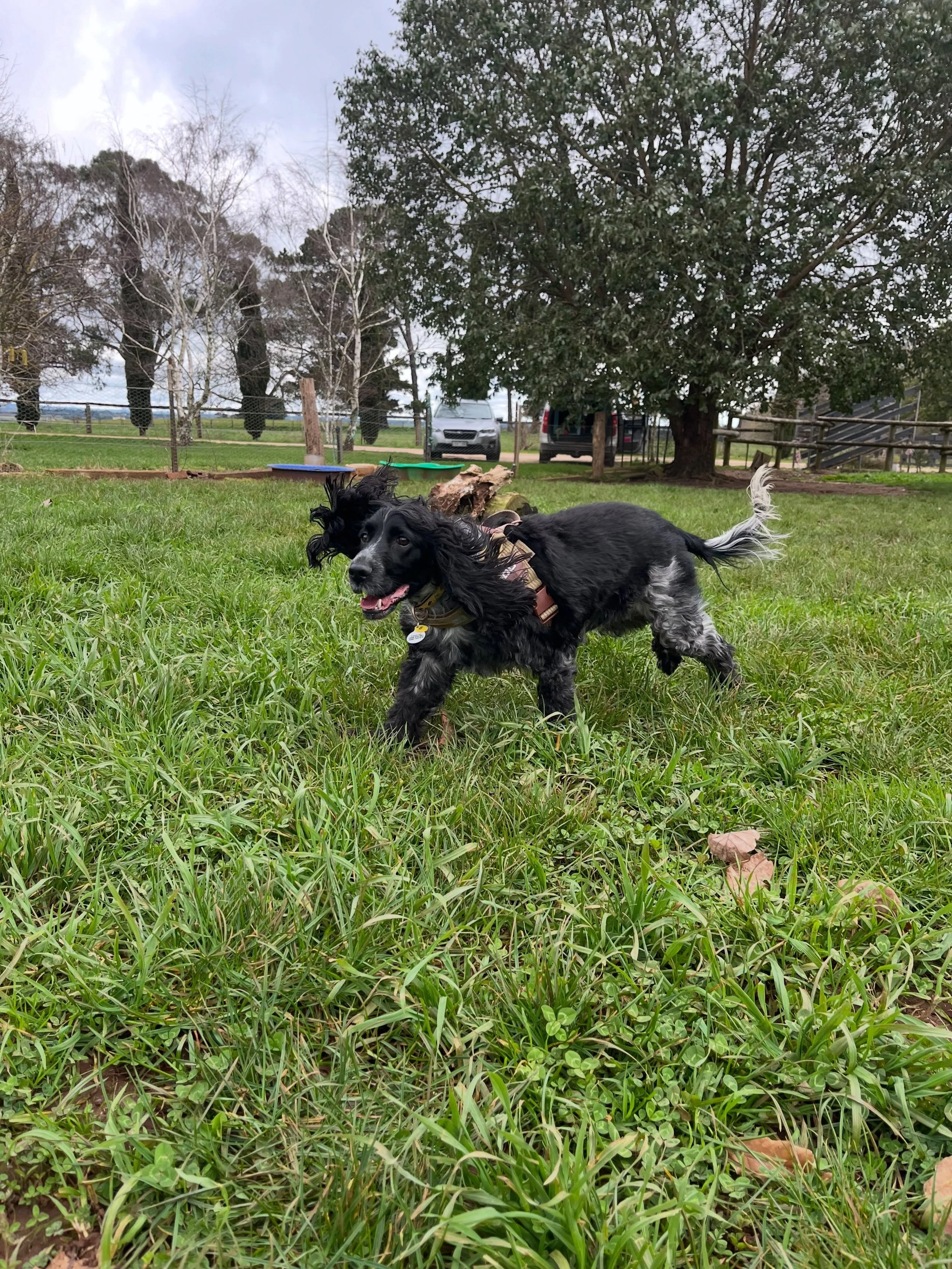 Welcome to the gang Ted &amp; Walter 🐾💫 

These two cuties have just joined little dogs play date. Ted is a social butterfly, he loves to zoom around and will play with anyone and everything. 
Walter is a little more subdued, he prefers to sniff hi