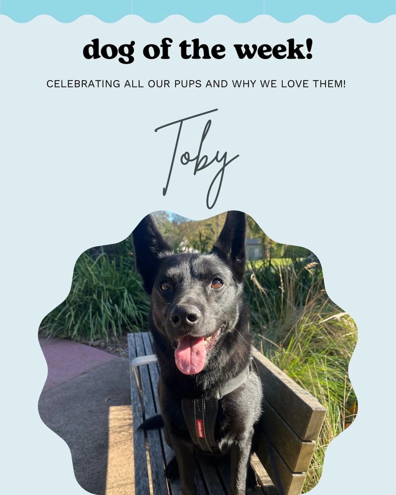 Toby ✨ 

Sometimes you just need a fun easy dog in your life, and that&rsquo;s Toby. 
He likes the simple pleasures in life - long sniffy walks, delicious treats and butt scratches. 

Weekly walks with this little man are always a joy, and he never f