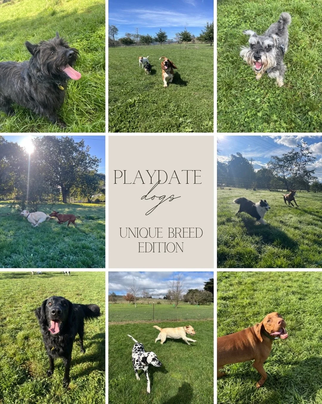 Meet some of the gang!! ✨💖

We have the pleasure at play date of getting to know some of the less common and quirky breeds around town! 
They all come with their own unique personalities and traits, and while undoubtedly they are all ADORABLE, their
