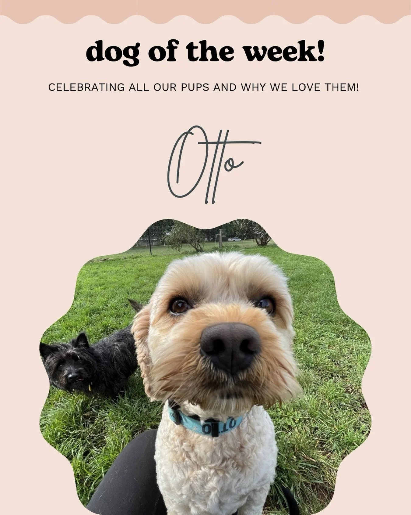 Otto ✨

Would you believe that this sweet little man is the boss dog of his group? 
A calm and confident guy, Otto likes to enjoy the sights and smells of play date, be continuously cuddled and occasionally play with the other dogs!