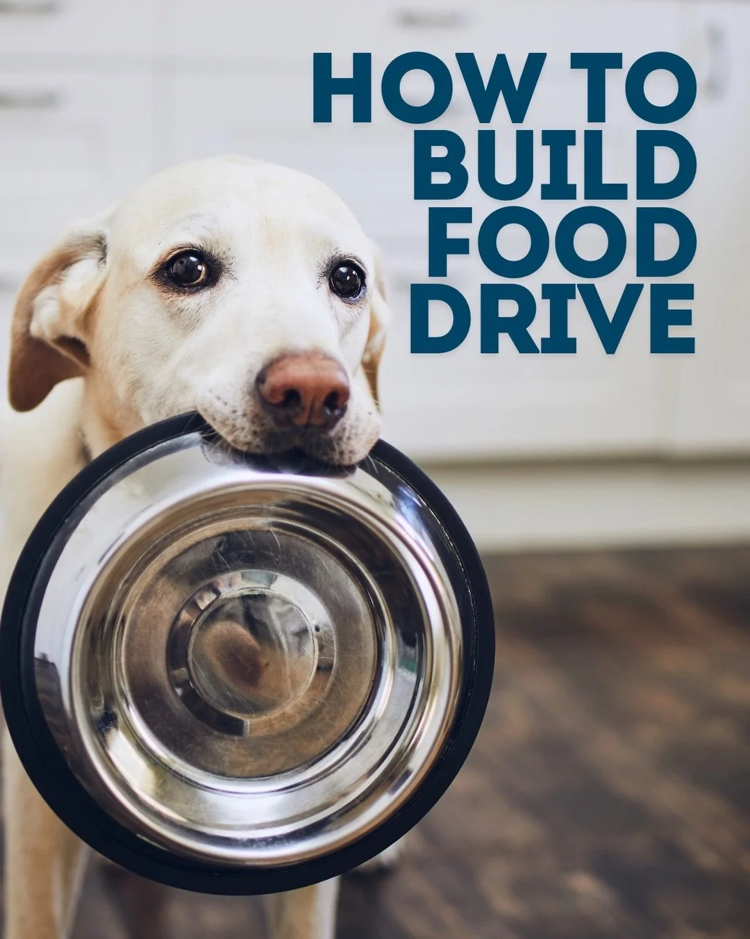 Simple changes to help boost your dogs motivation 🦴

Dogs lacking food drive is a common thing trainers hear, but it&rsquo;s also quite an easy thing to manipulate and build in our dogs. 
Every dog has a desire for food, some more than others (Labra