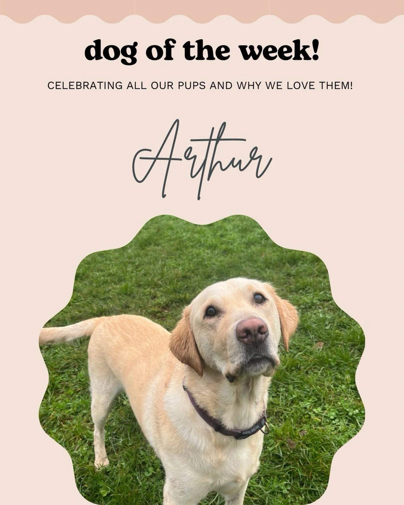 Arthur 💫🩵 

Where to begin with Artie?! He&rsquo;s a pretty special boy!
He&rsquo;s patient and kind to the dogs that need a little confidence building, boisterous and excitable with those who love a run and a wrestle. 
Playing tug, chasing the bal