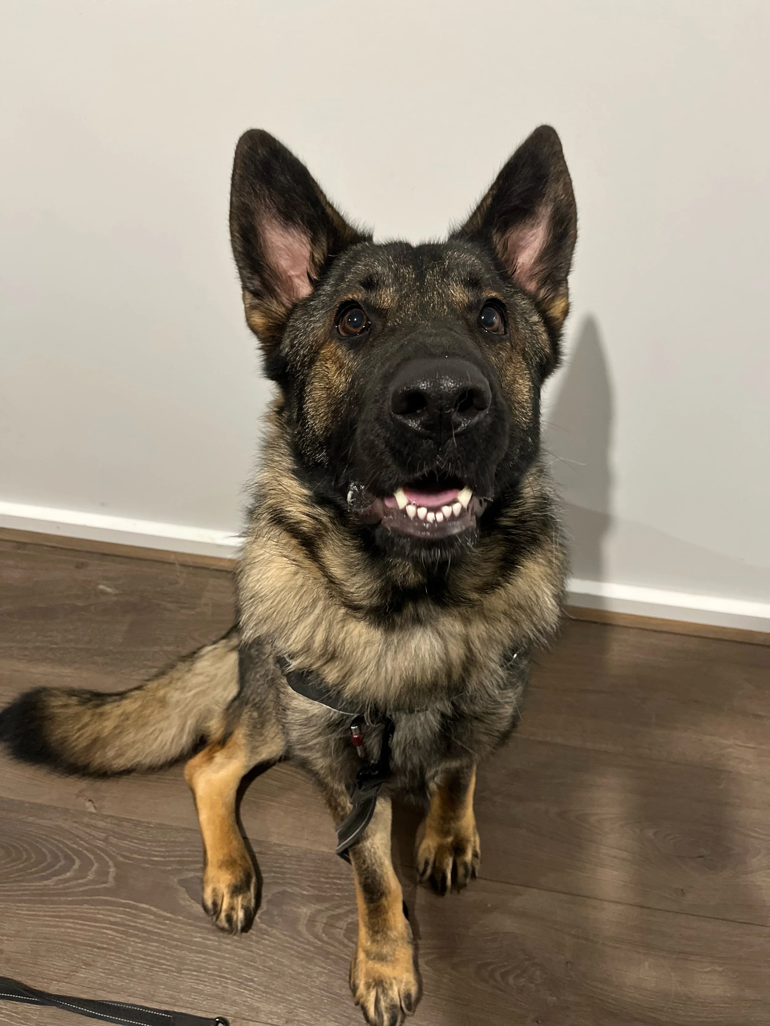 Echo ✨ 

Miss Echo has started her private training journey to tackle some dog reactivity, as well as teach her some strong foundations so that she can enjoy a full life with her owners. 
She&rsquo;s still a young dog, and how she spent the first few
