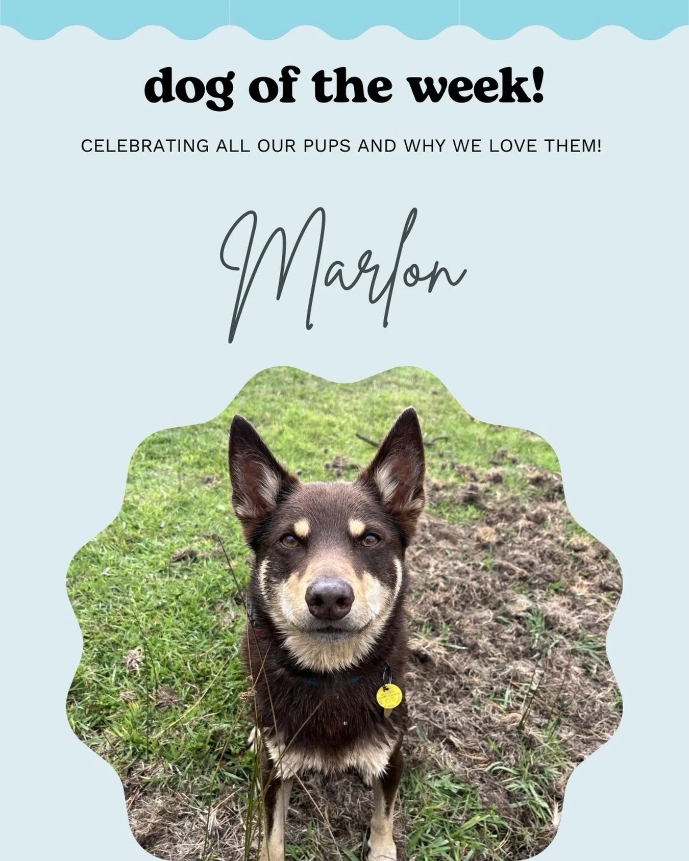 Marlon 🐾💕 

A typical kelpie, Marlon is full of energy and a love for life. He loves off lead walks, swimming, chasing sticks, biting leaves (and feet), and of course barking at you for not engaging in any of the above activities with him! 

As he 