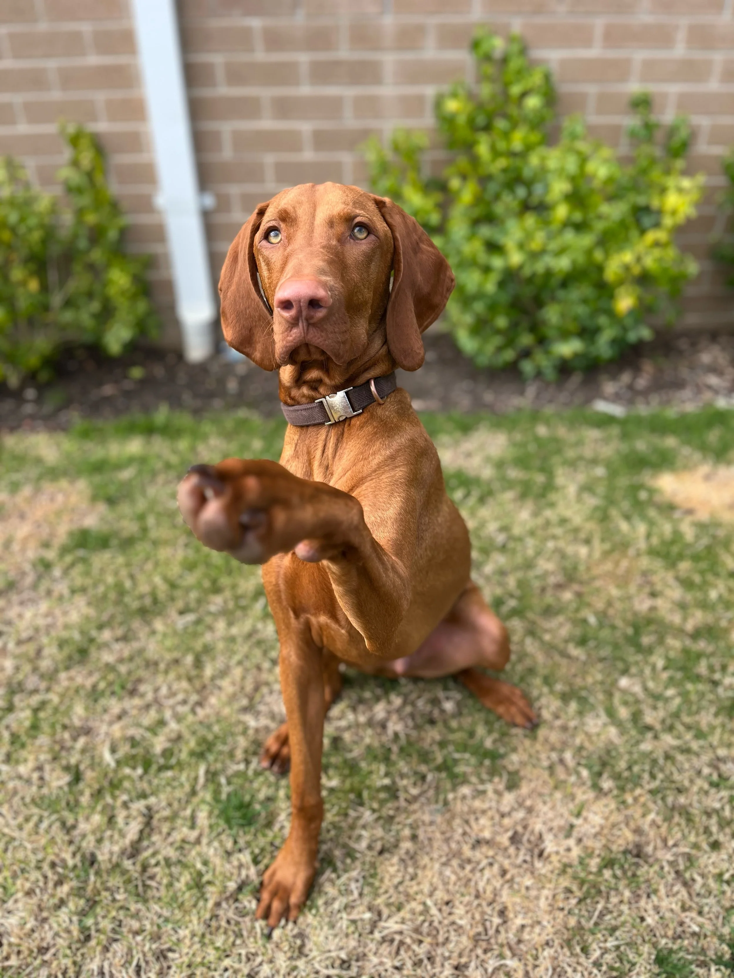Tucker 💛 

Tucker is an 8 month Viszla who has started weekly training walks to help stay on top of his exercise and training needs. 
He&rsquo;s a sweet boy, and his human has put a huge amount of work into meeting his needs, but with him about to e